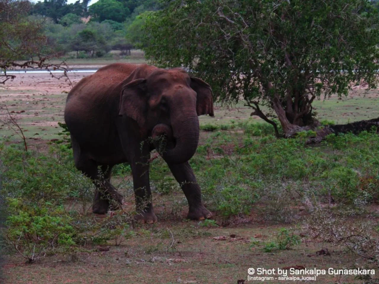 Animals in Lavender Home Yala Safari