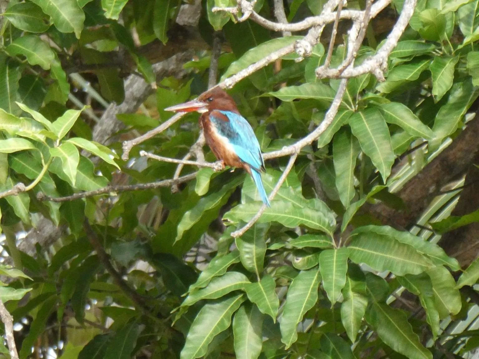 Animals in Lavender Home Yala Safari