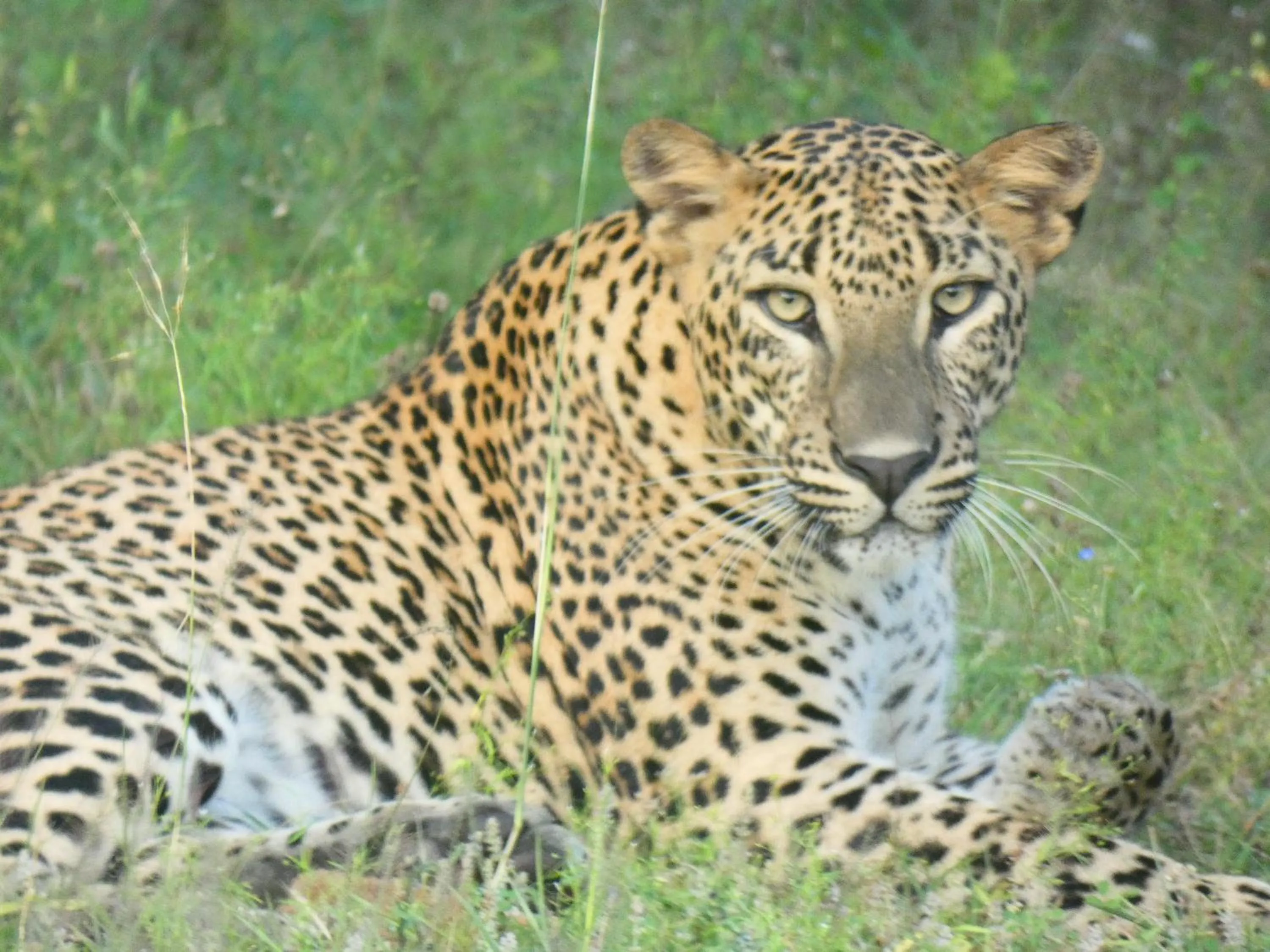 Activities in Lavender Home Yala Safari