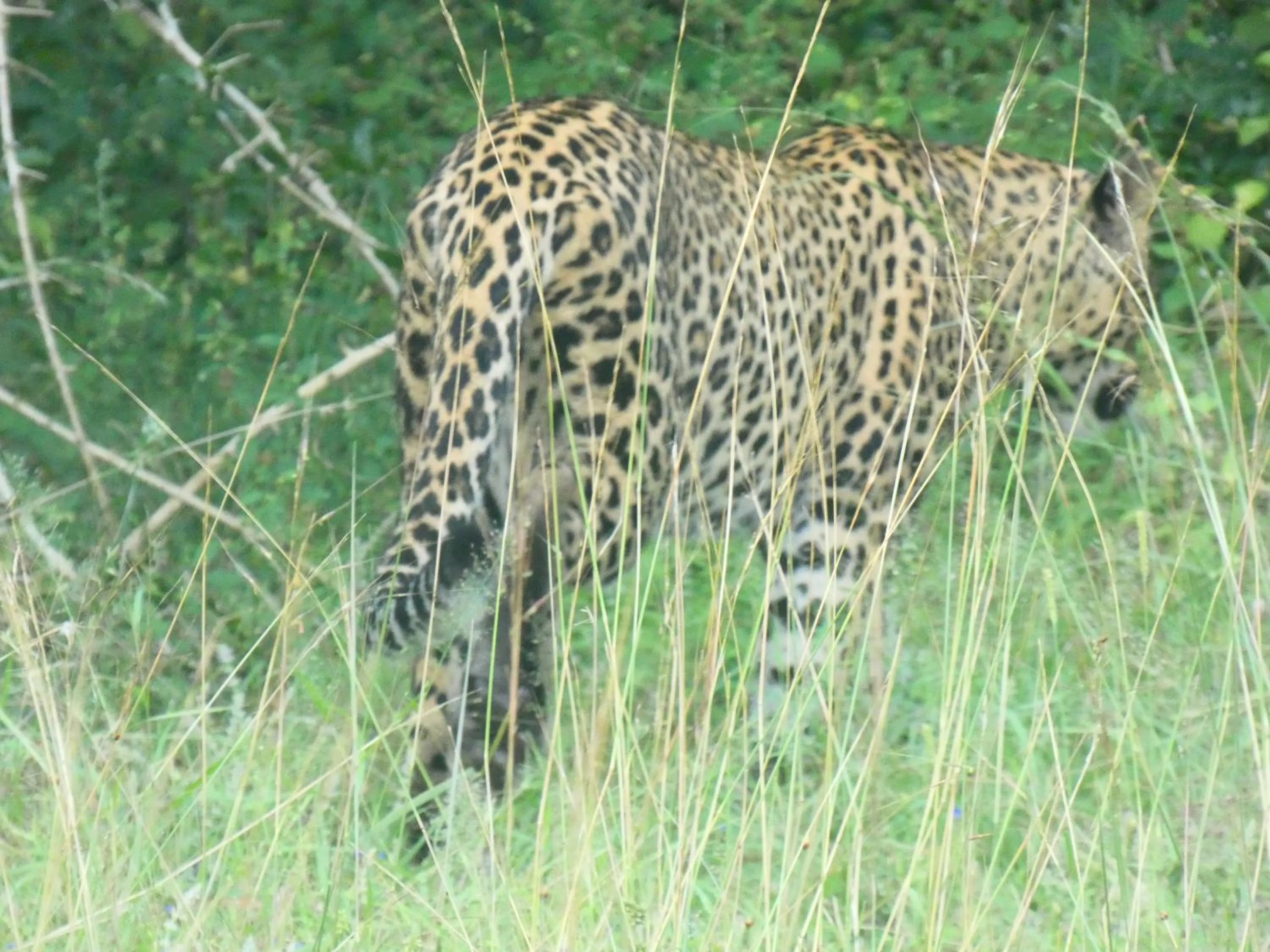 Activities in Lavender Home Yala Safari