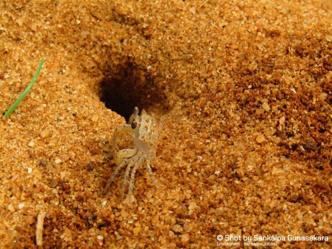 Animals in Lavender Home Yala Safari