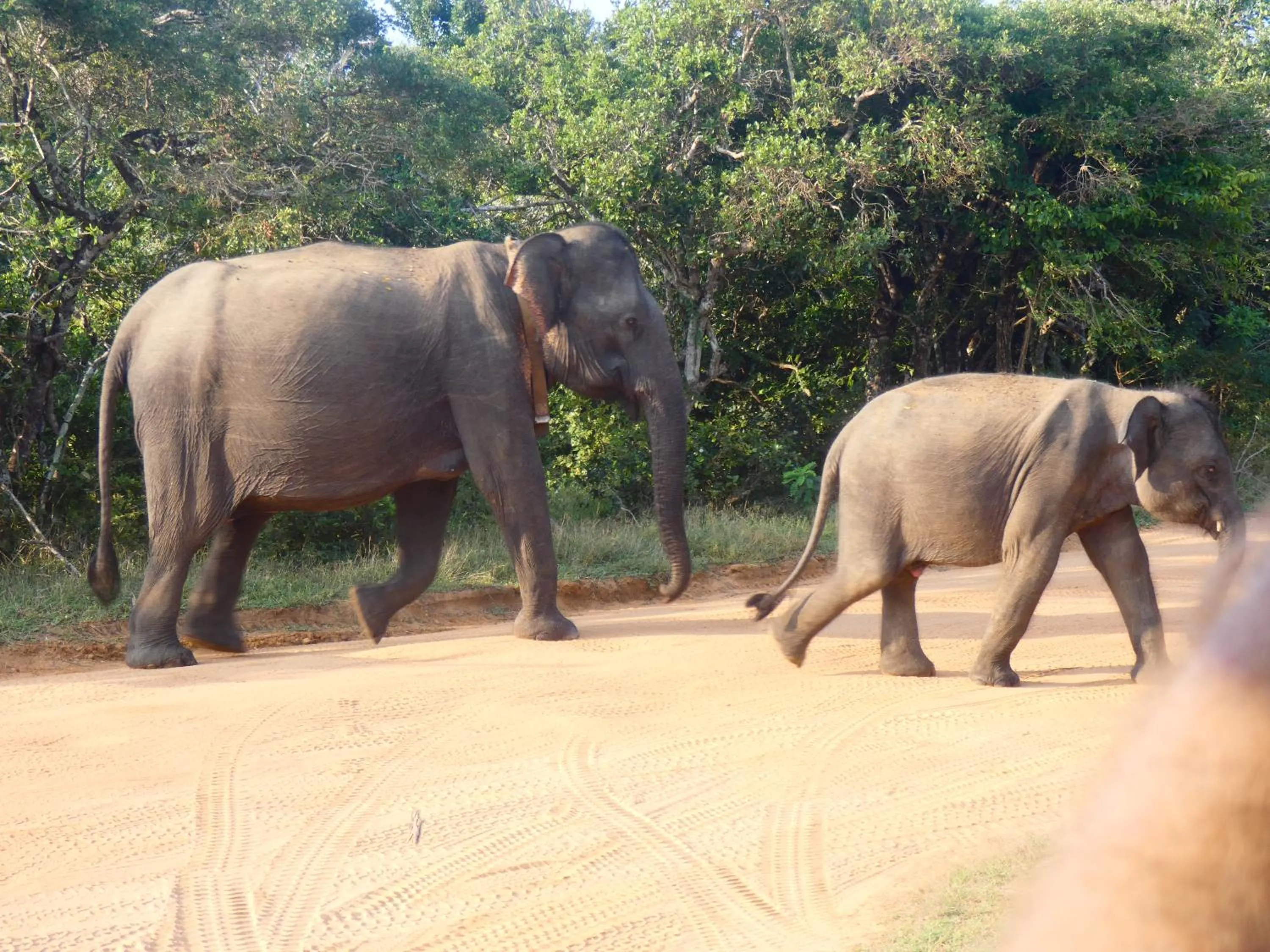 Activities in Lavender Home Yala Safari