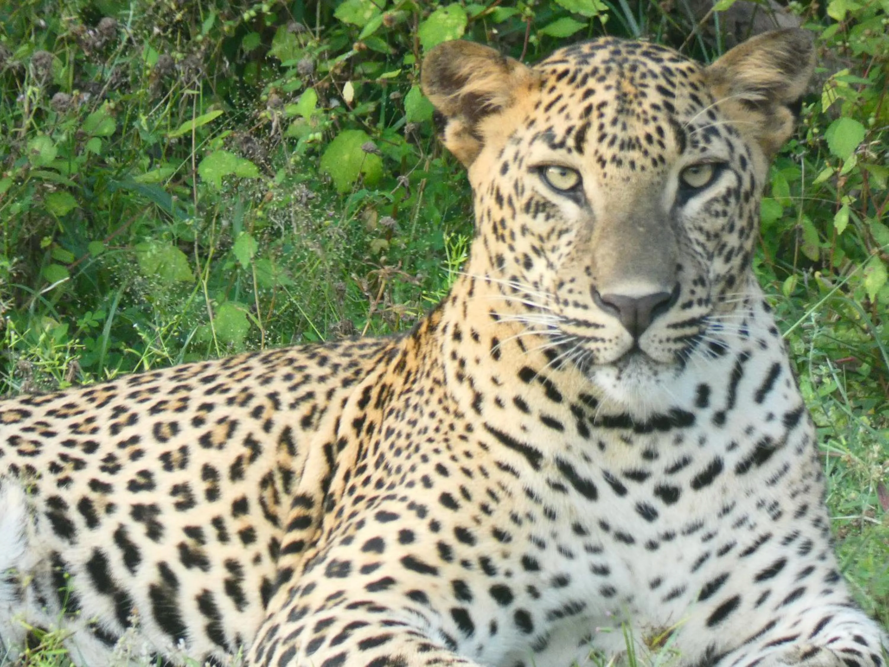 Animals in Lavender Home Yala Safari