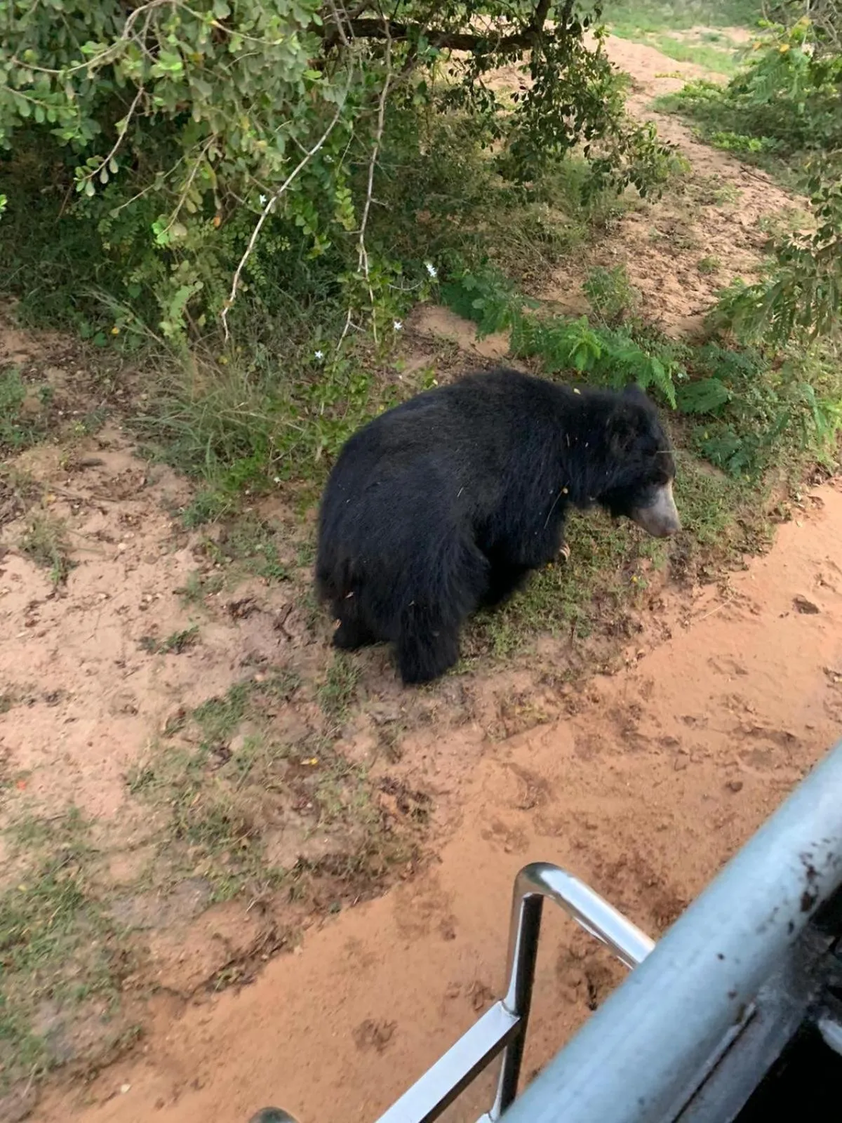 Animals in Lavender Home Yala Safari