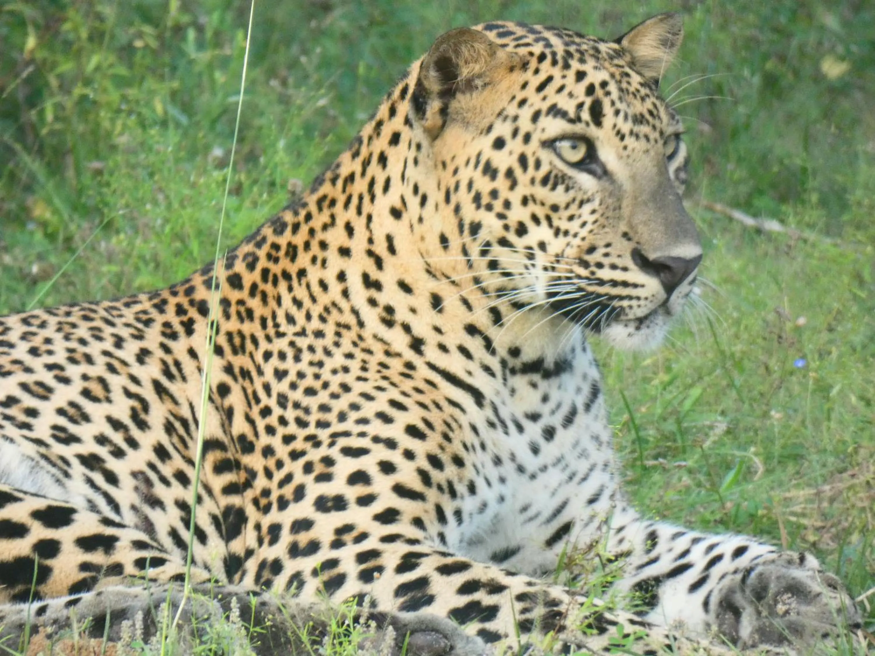 Animals in Lavender Home Yala Safari