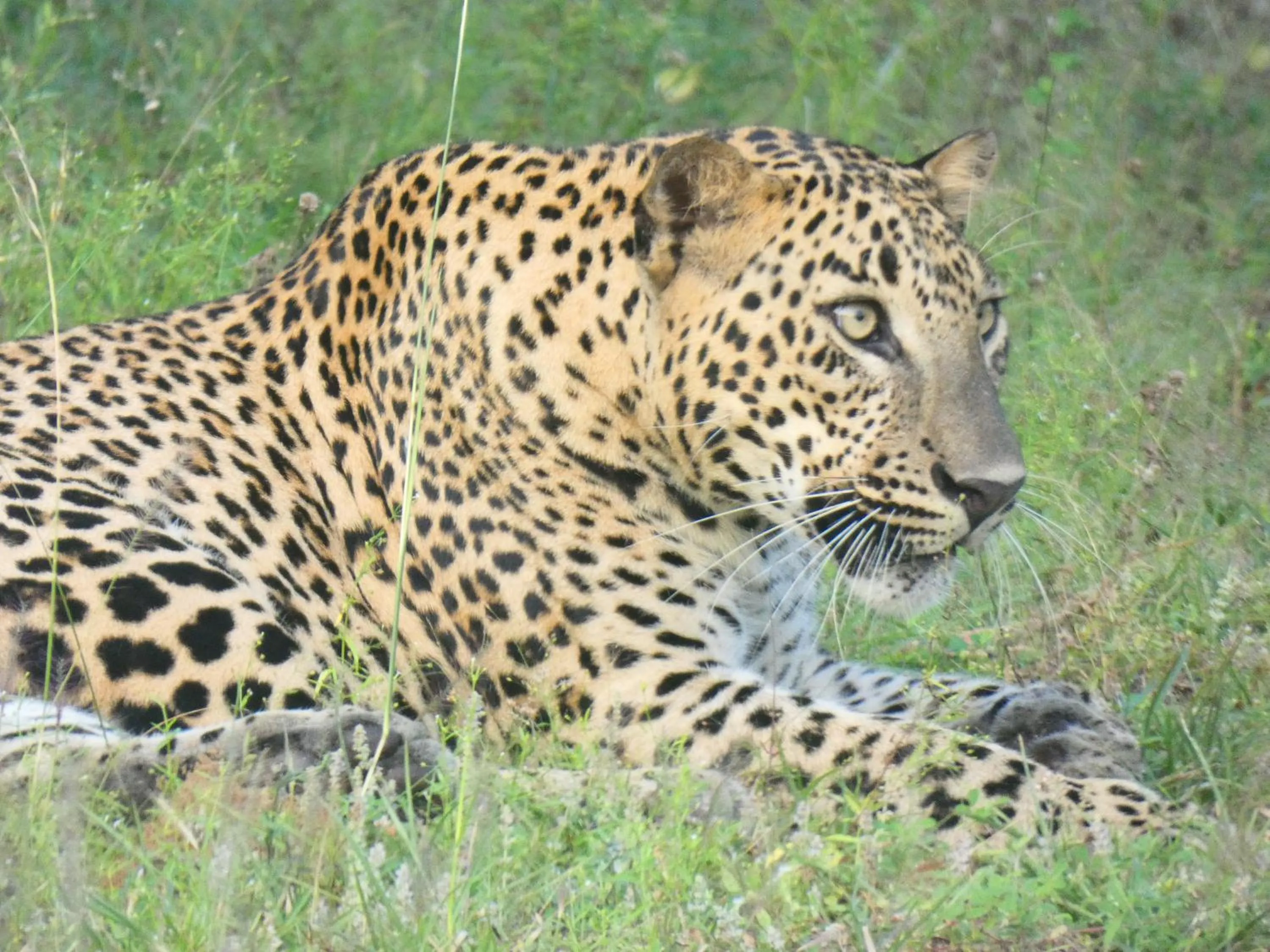 Activities in Lavender Home Yala Safari