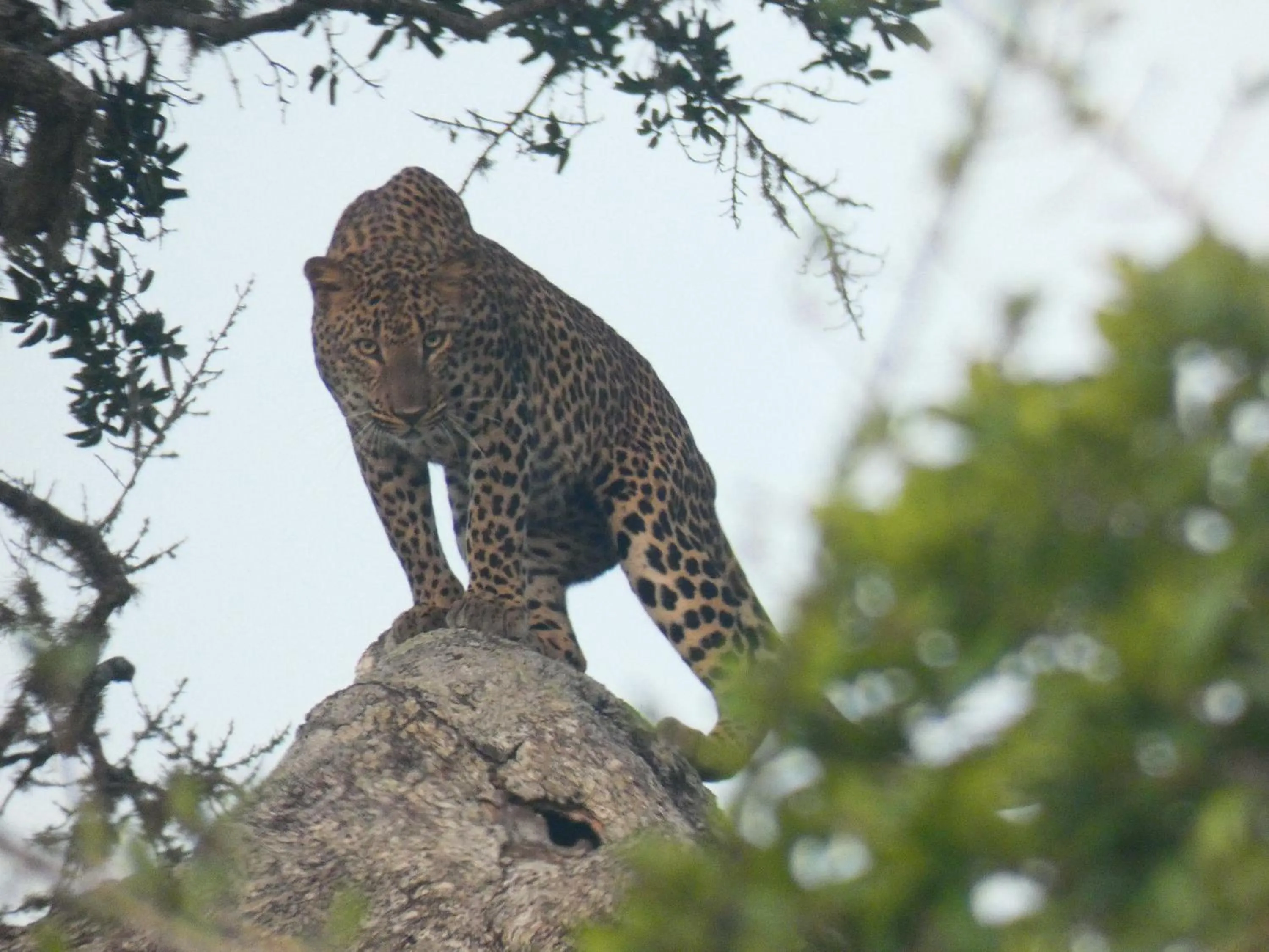 Animals in Lavender Home Yala Safari