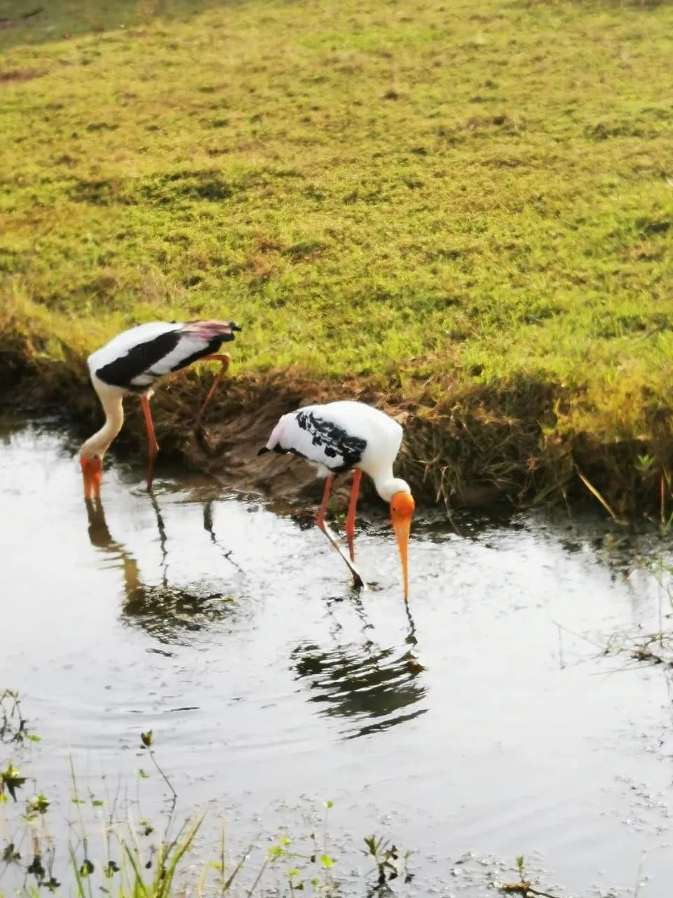 Animals in Lavender Home Yala Safari