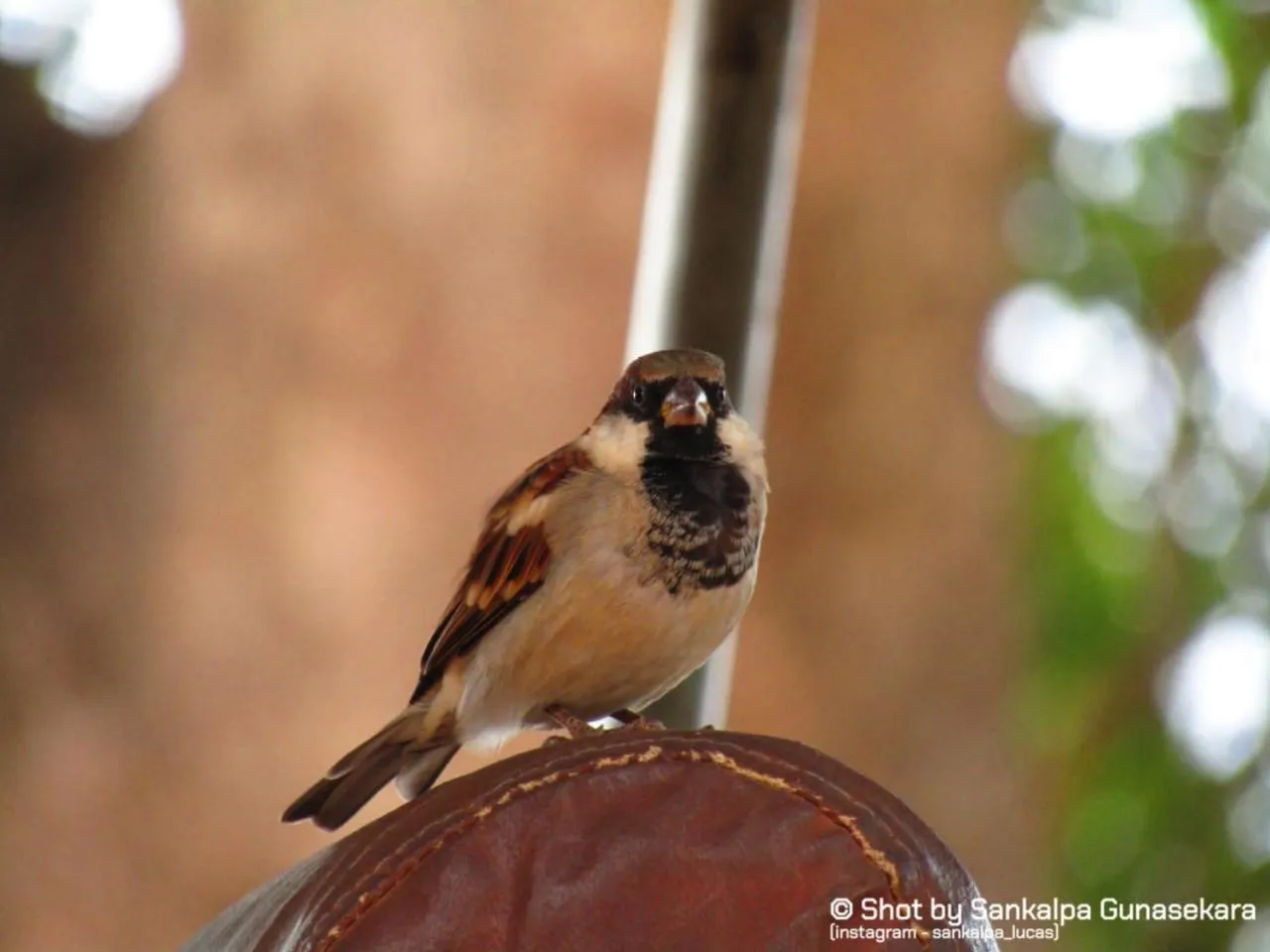 Animals in Lavender Home Yala Safari