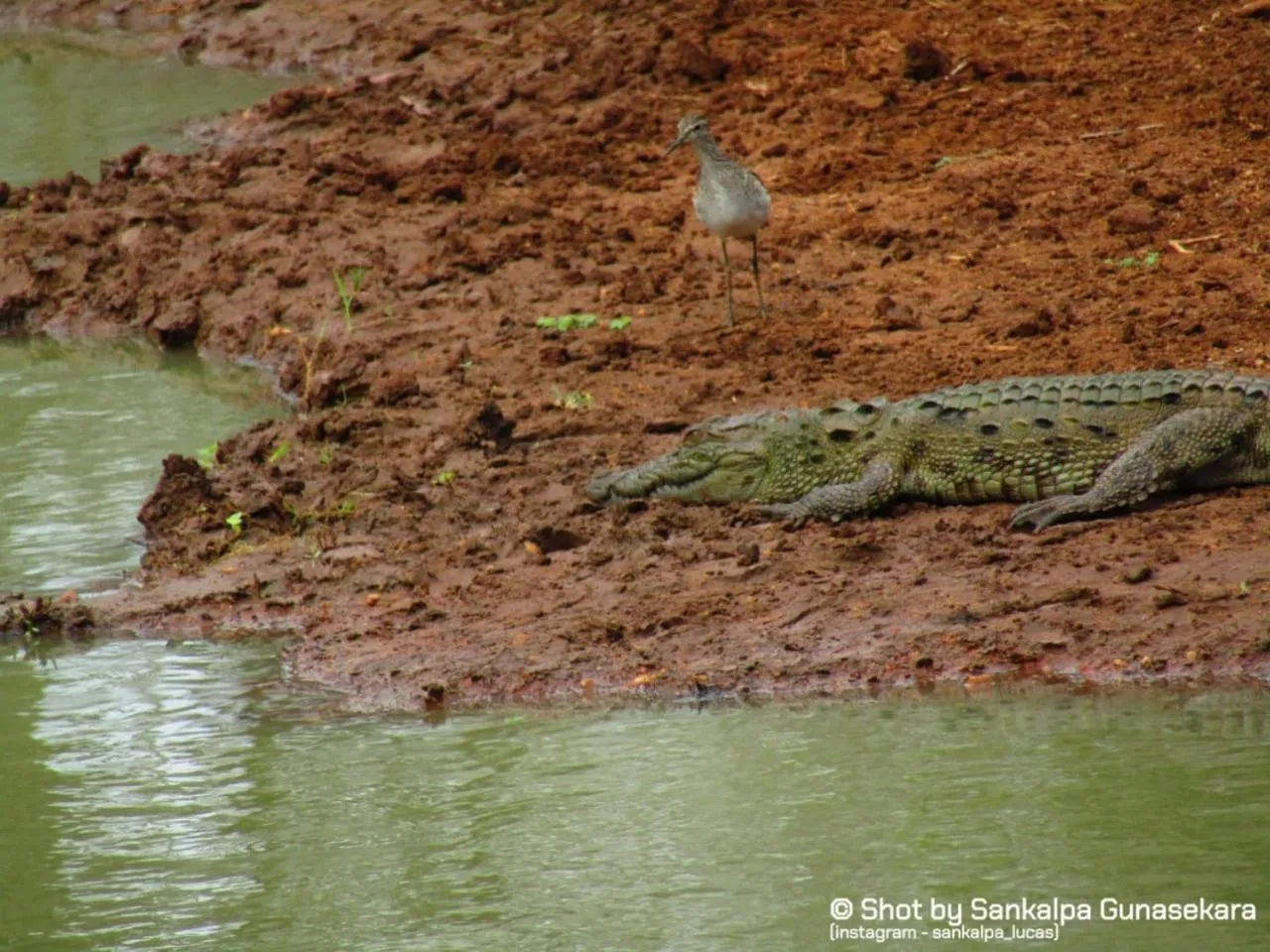 Animals in Lavender Home Yala Safari