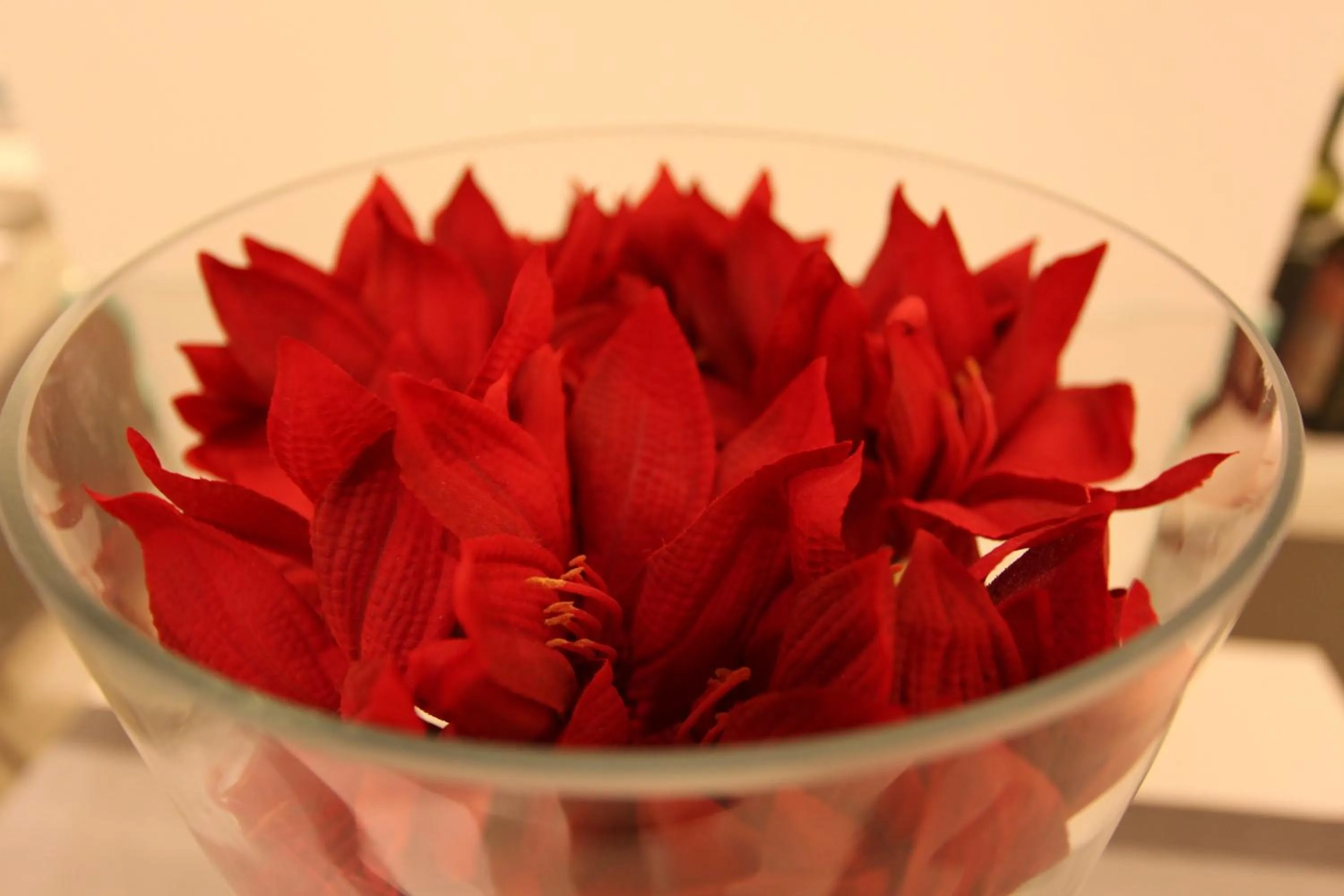 Pets in Hotel Fantasy