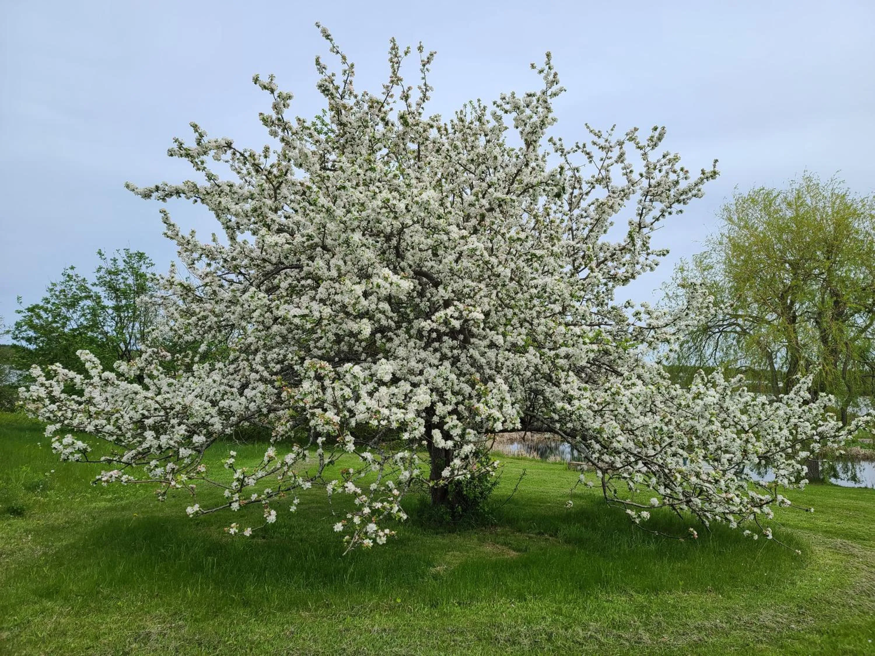 Garden view in Bouctouche Bay Inn