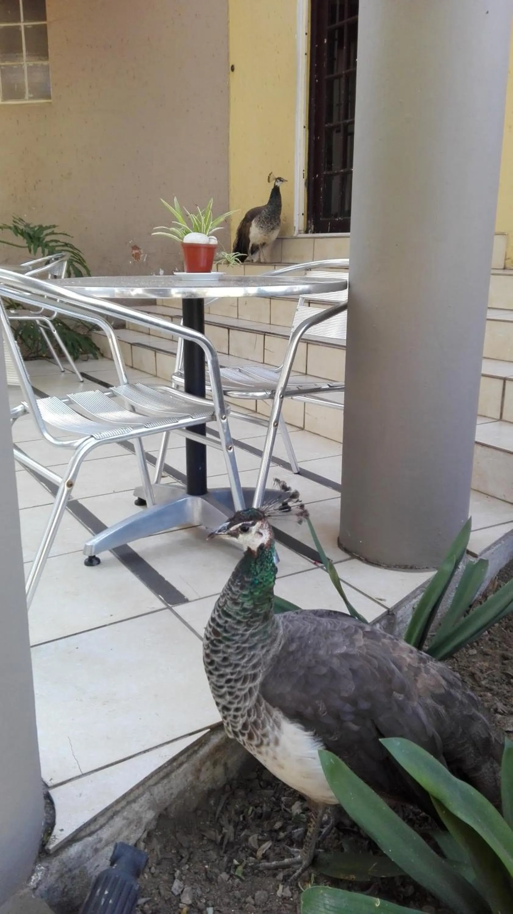 Animals in Villa Via Hotel Midrand