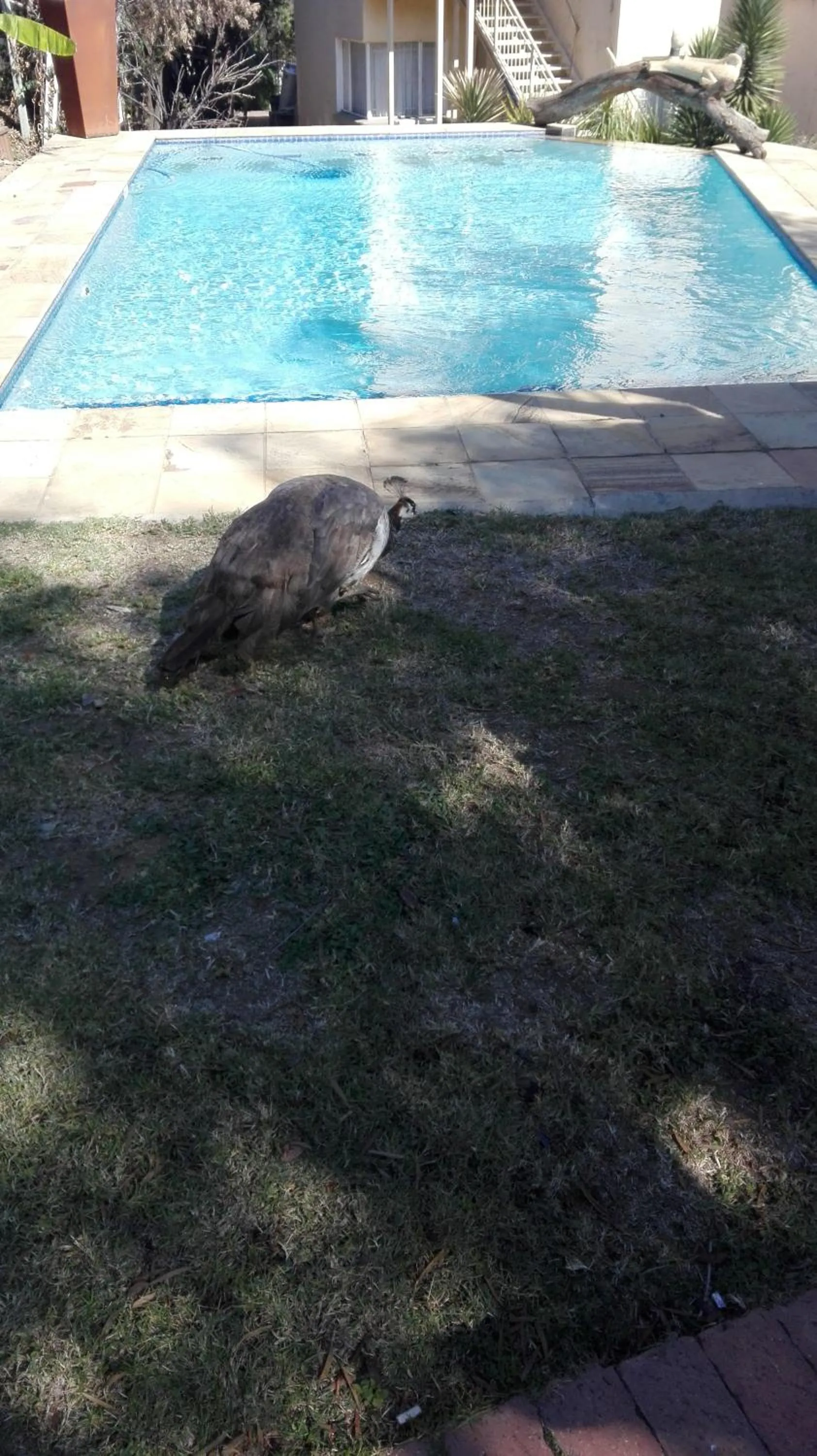 Swimming pool in Villa Via Hotel Midrand