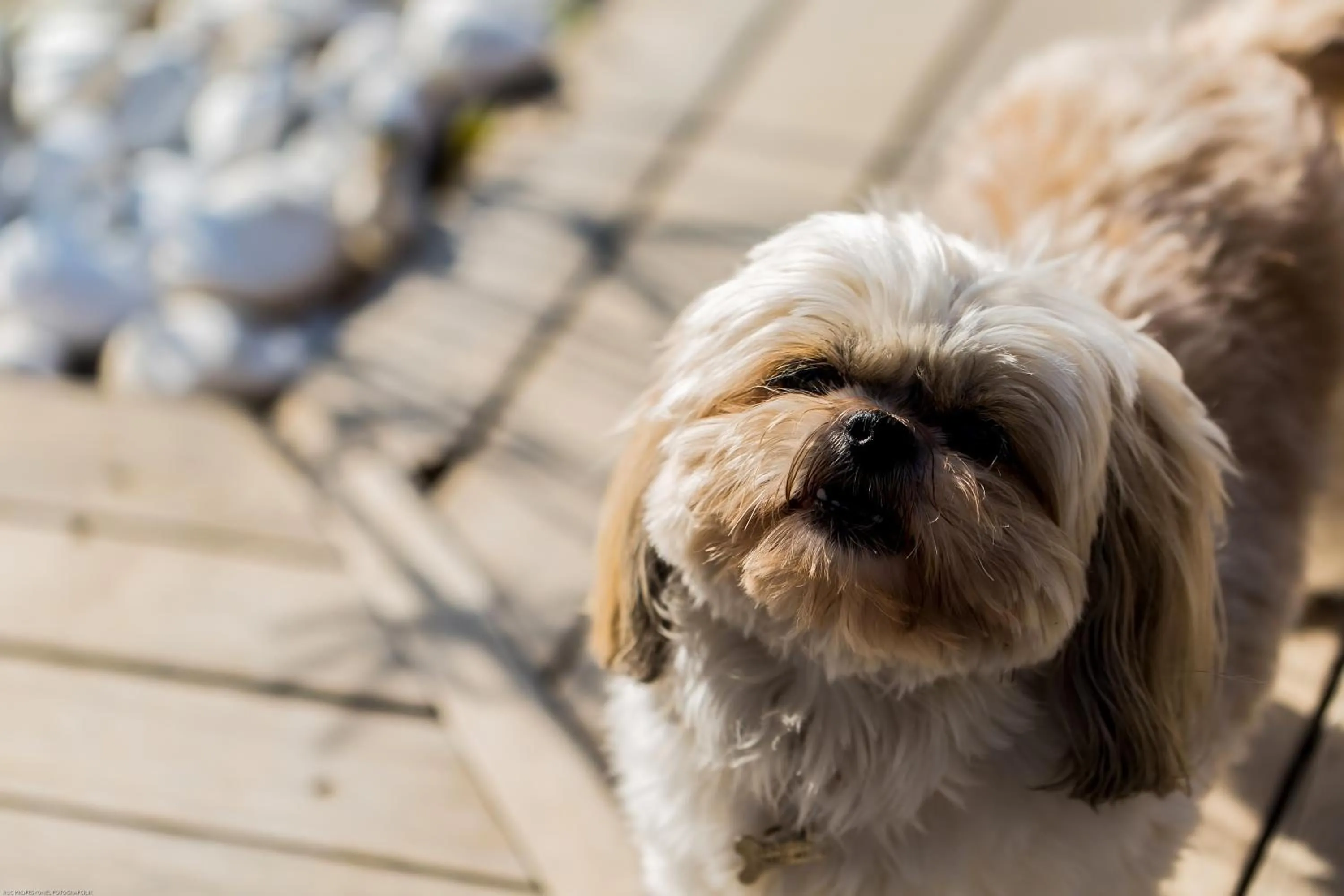 Pets in Alacati Kapari Hotel - Special Category