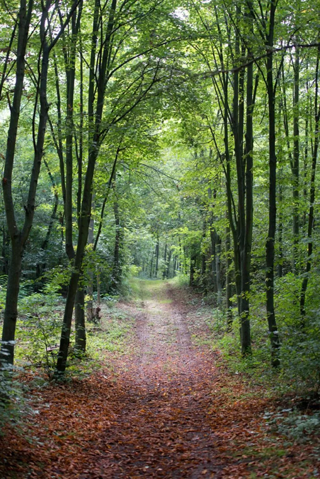Natural landscape in Hotel am Friedrichshof