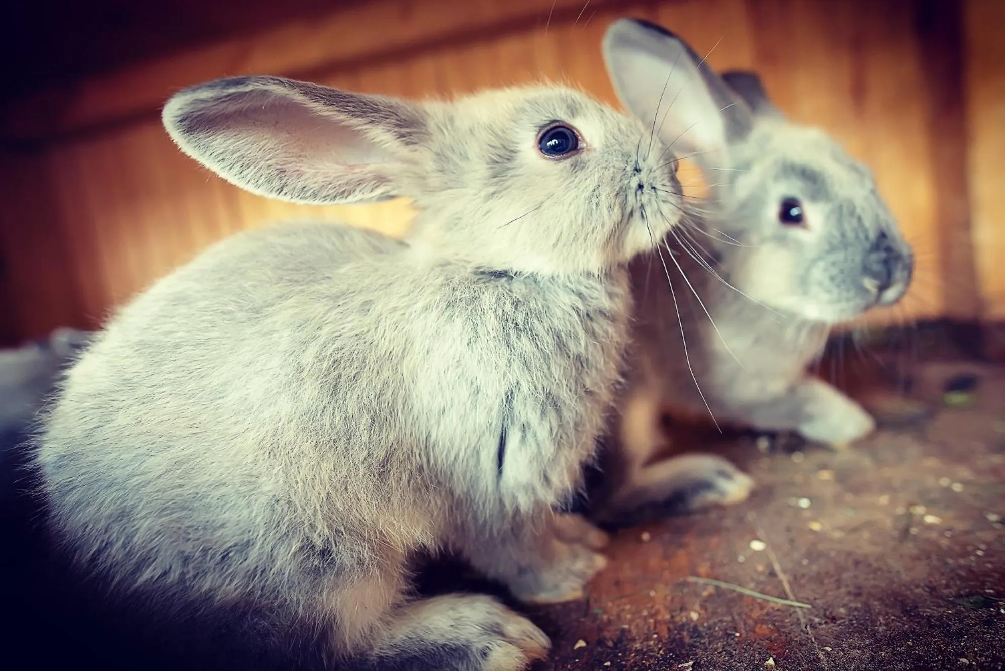 Pets in Wolkendorf Bio Hotel & Spa