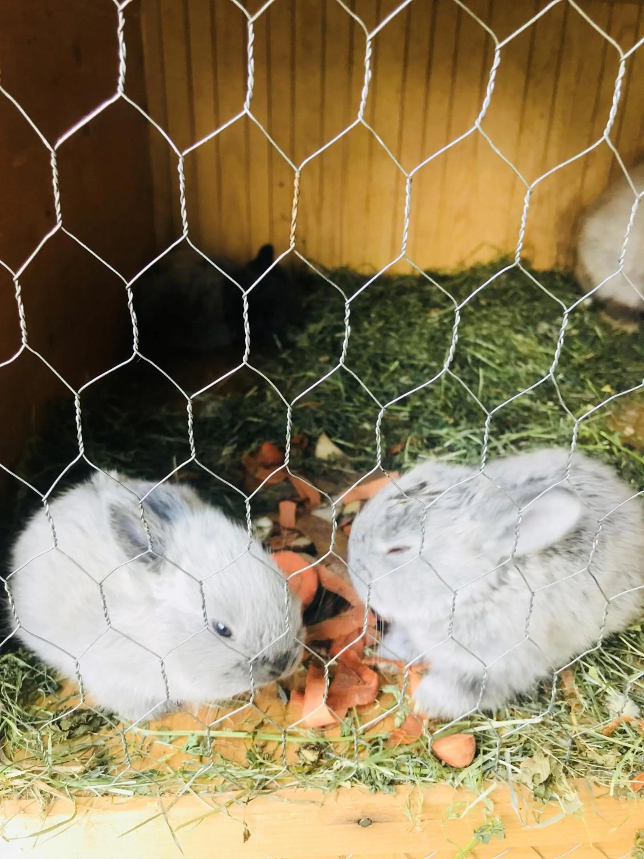 Pets in Wolkendorf Bio Hotel & Spa