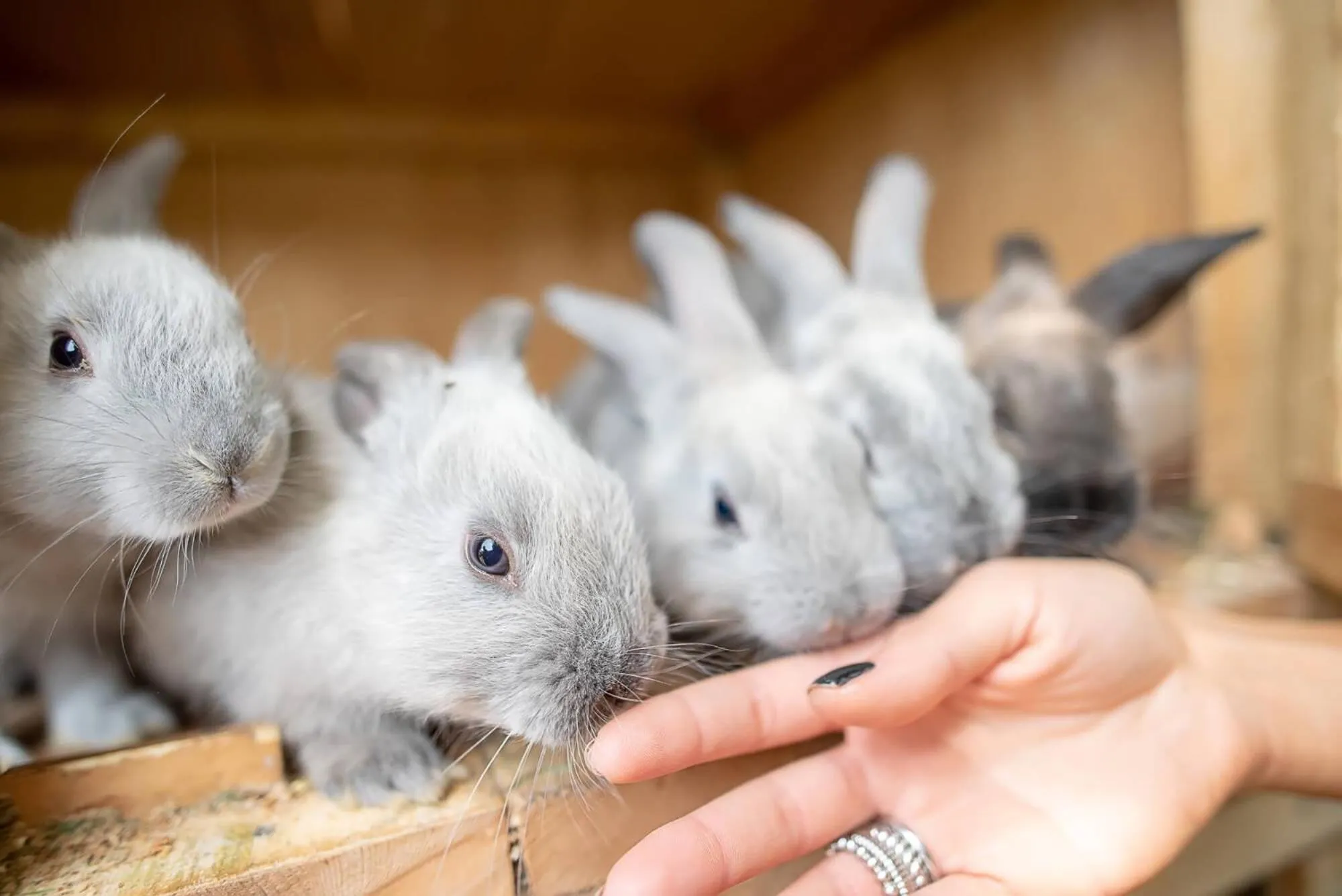 Entertainment in Wolkendorf Bio Hotel & Spa