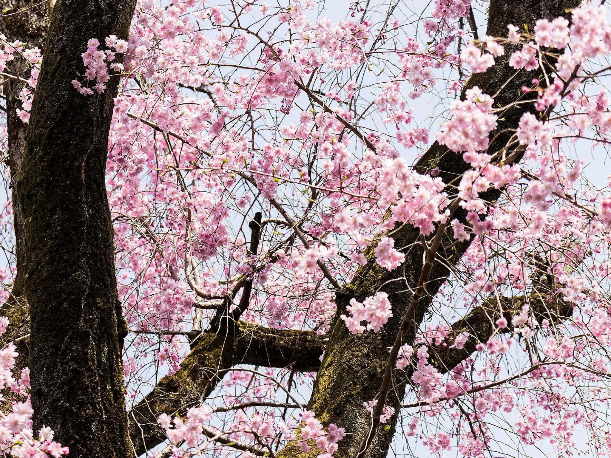 Natural landscape in Nanzenji sando KIKUSUI