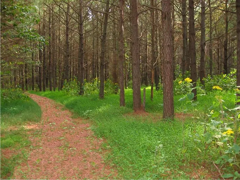 Natural landscape in Wedmore Place