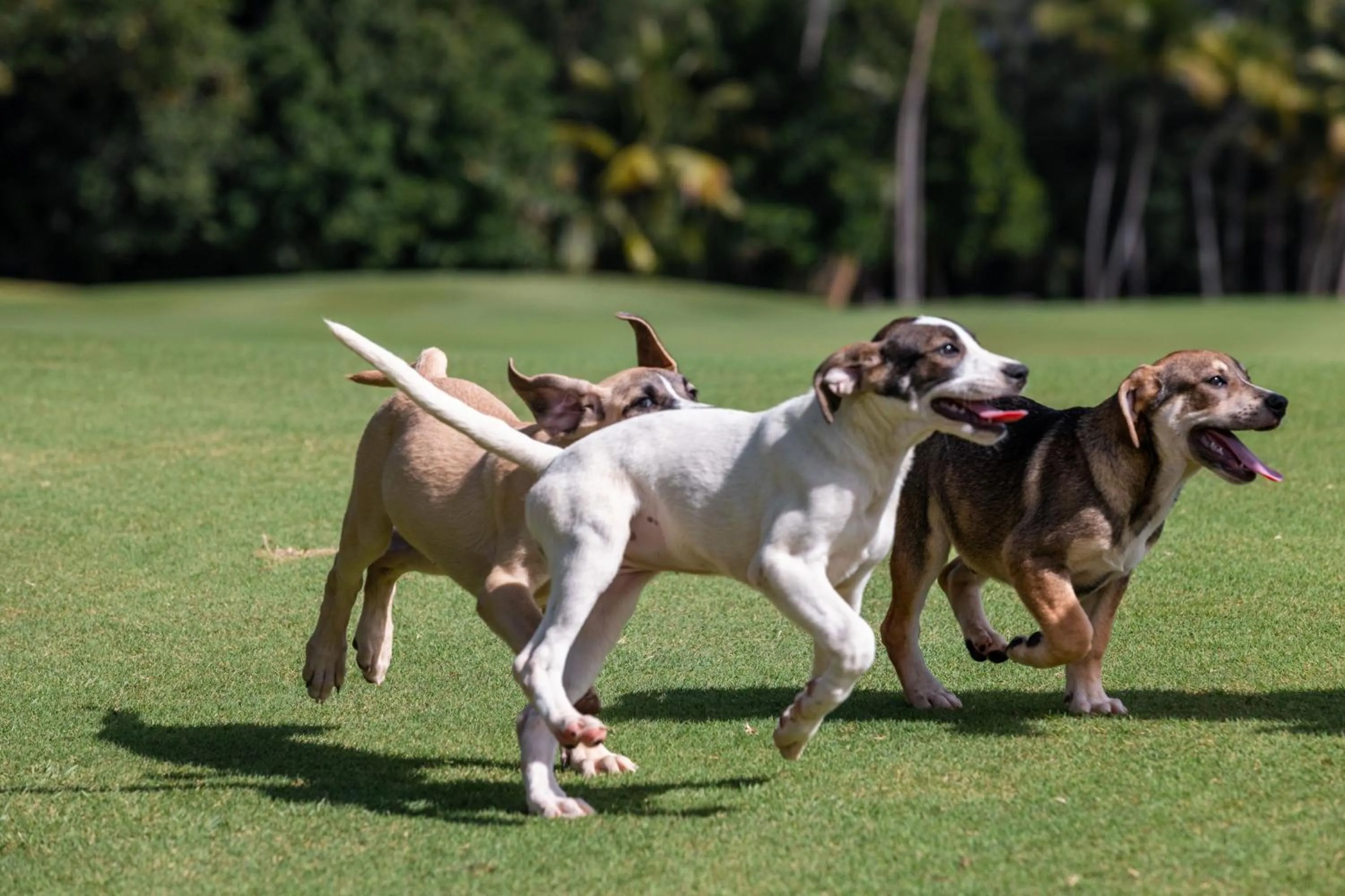 Other in St. Regis Bahia Beach Resort, Puerto Rico