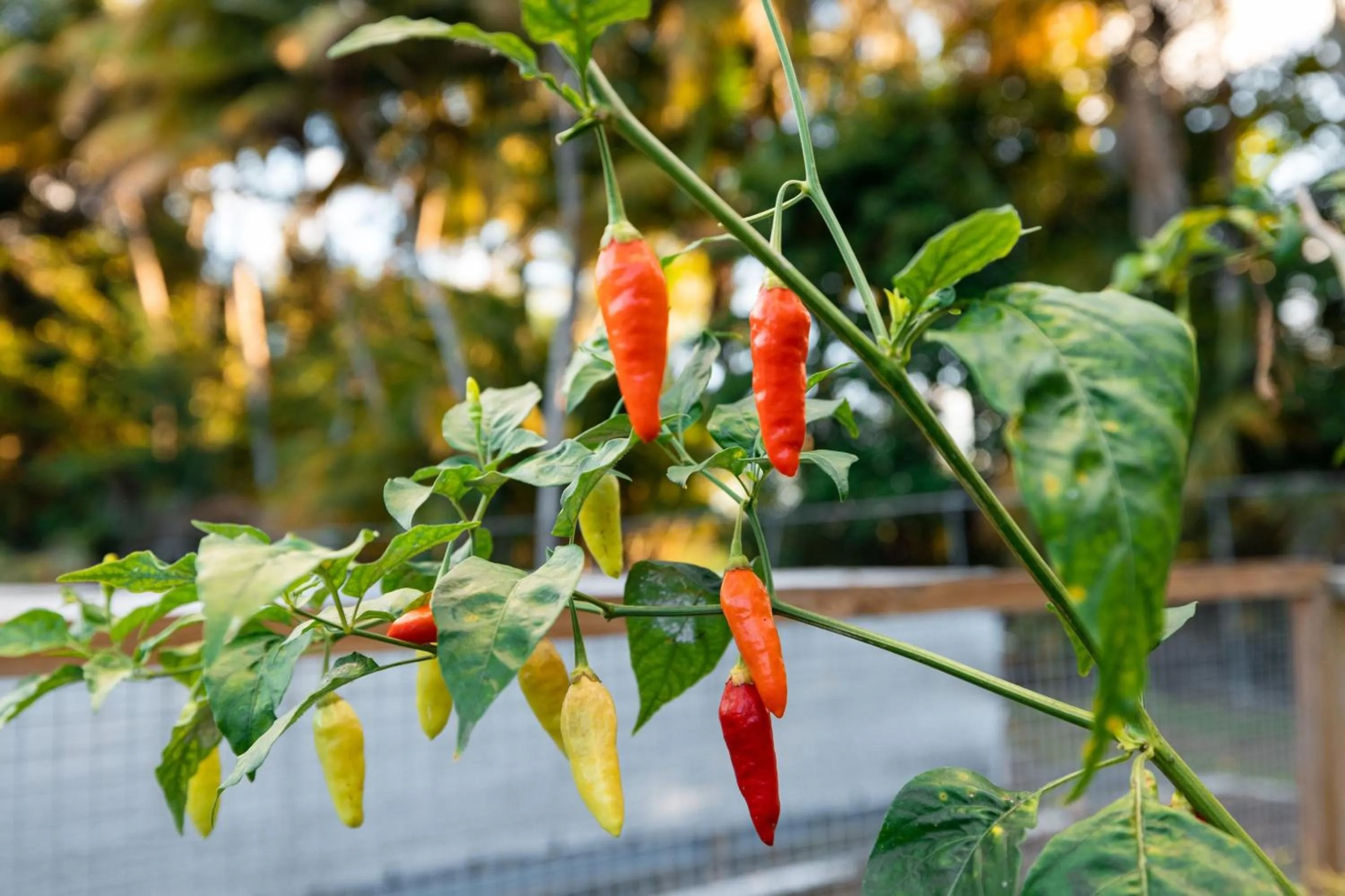 Other in St. Regis Bahia Beach Resort, Puerto Rico