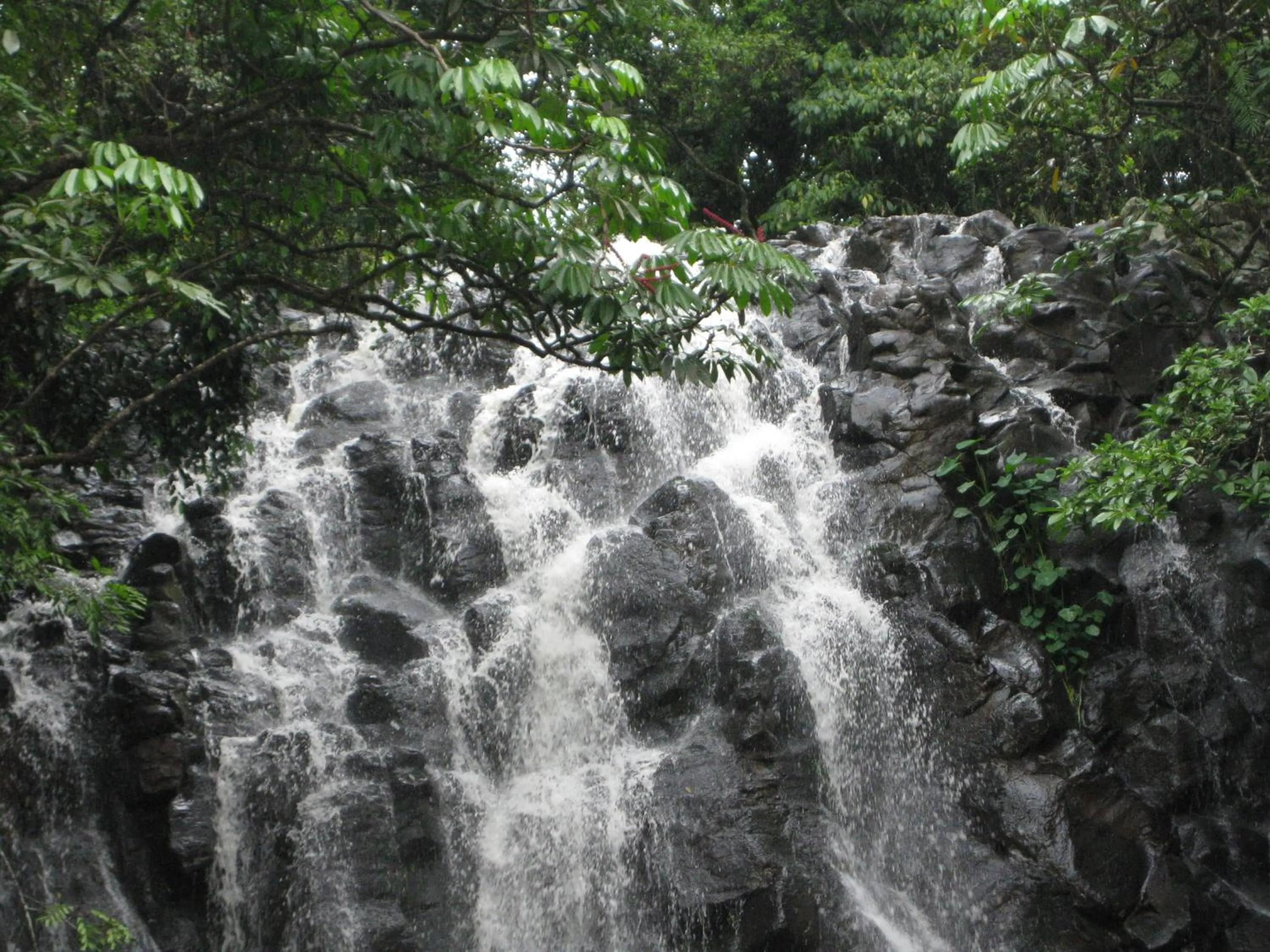 Activities in Kookaburra Motel Yungaburra