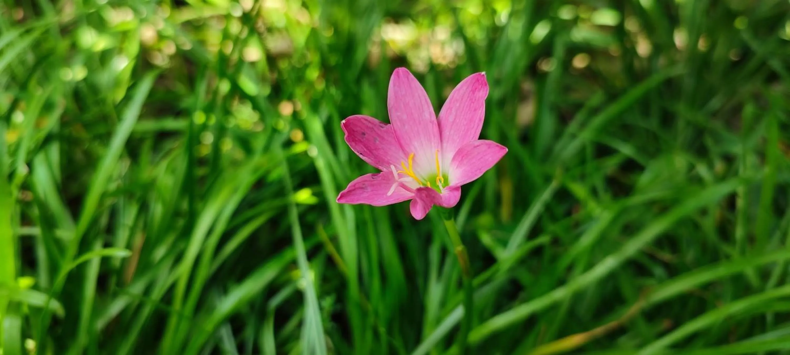 Garden in Griya Asih