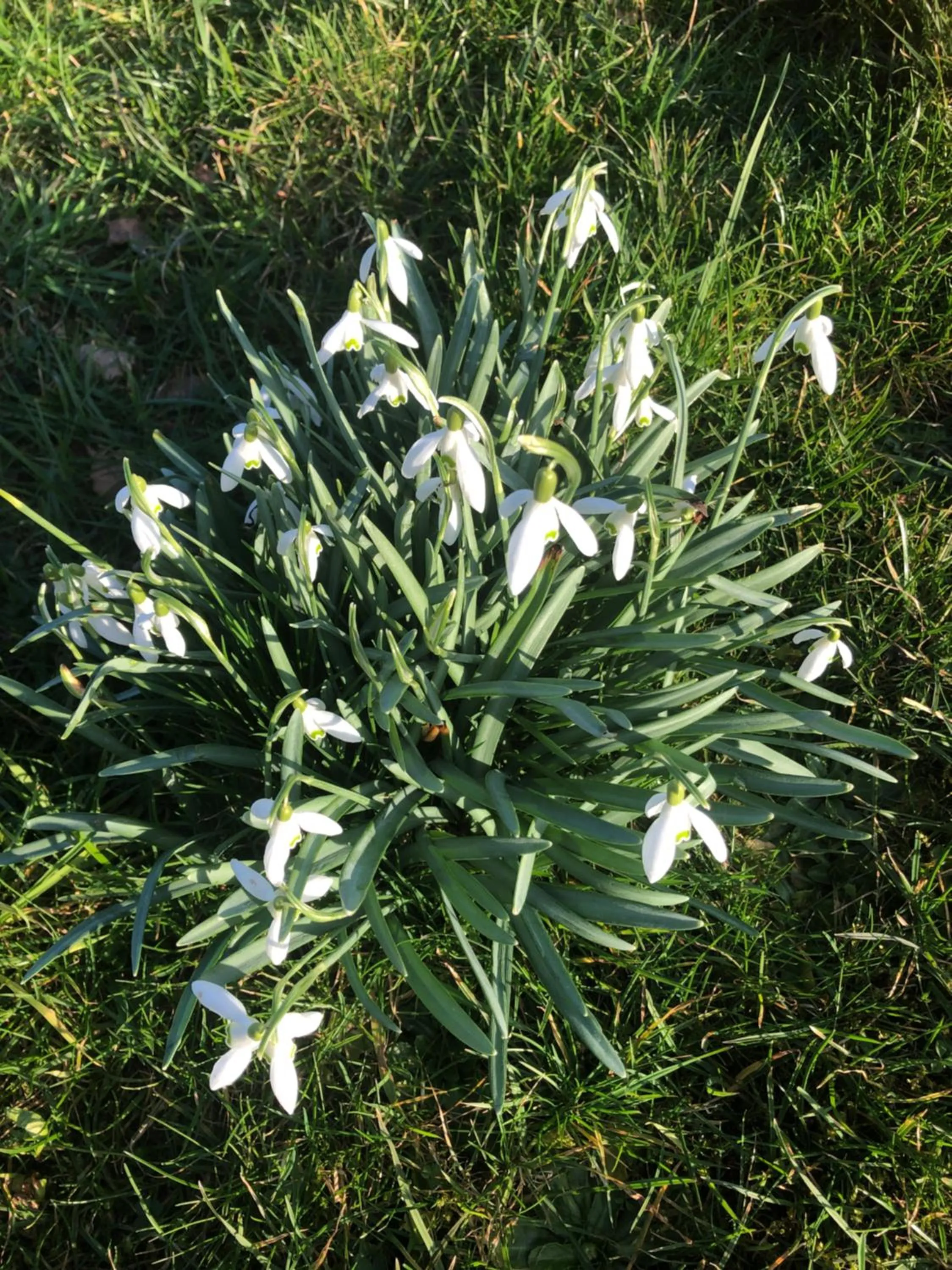 Garden in Fairview Bed and Breakfast