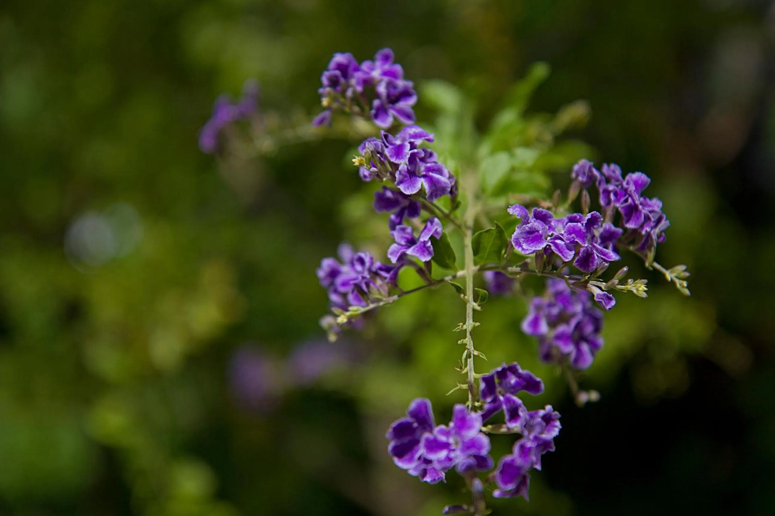 Garden in The Oasis Harbor