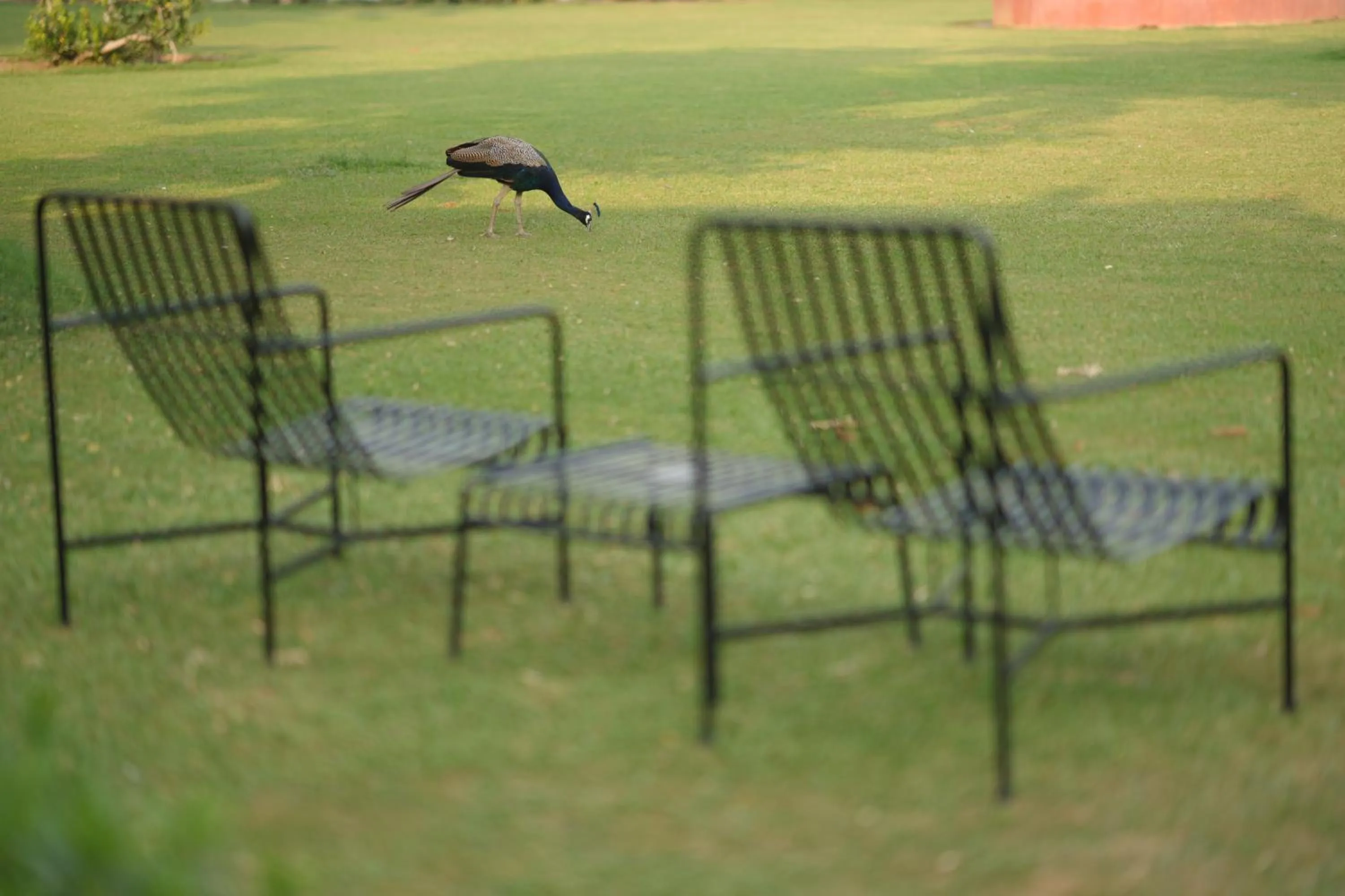 Garden in Best Western Resort Country Club