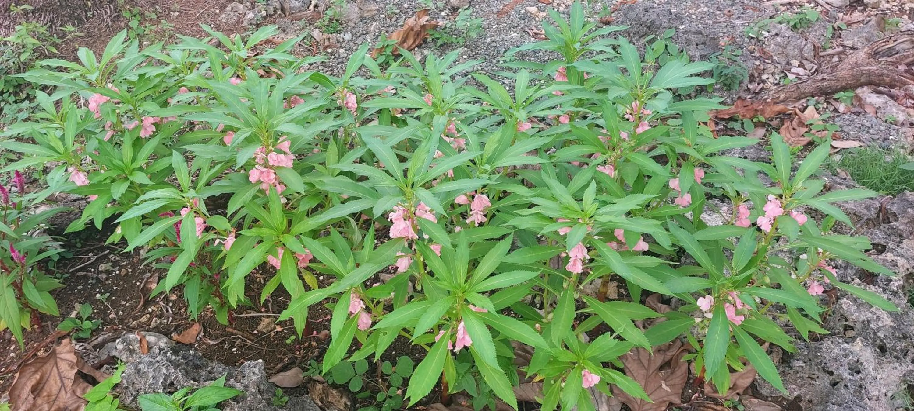 Andnindot garden resort