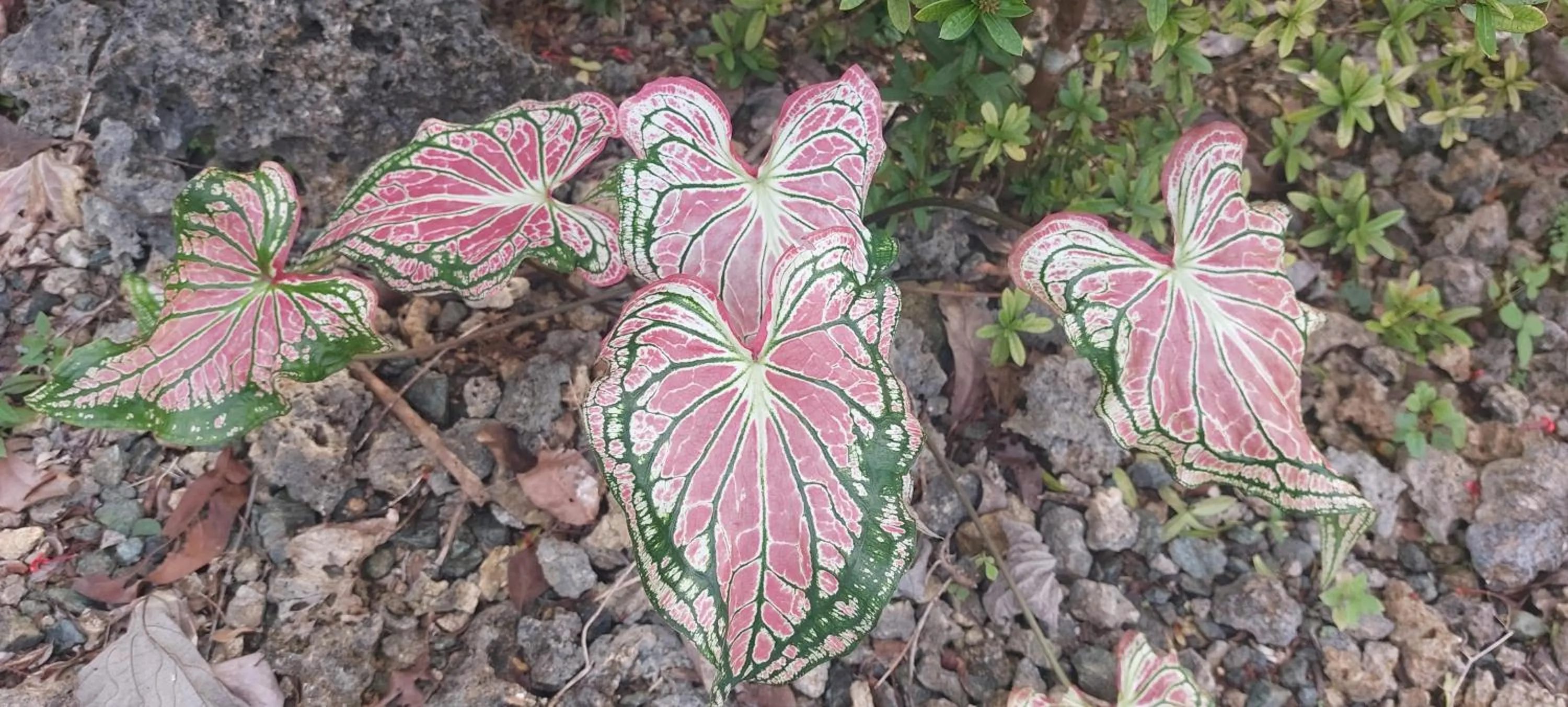 Andnindot garden resort