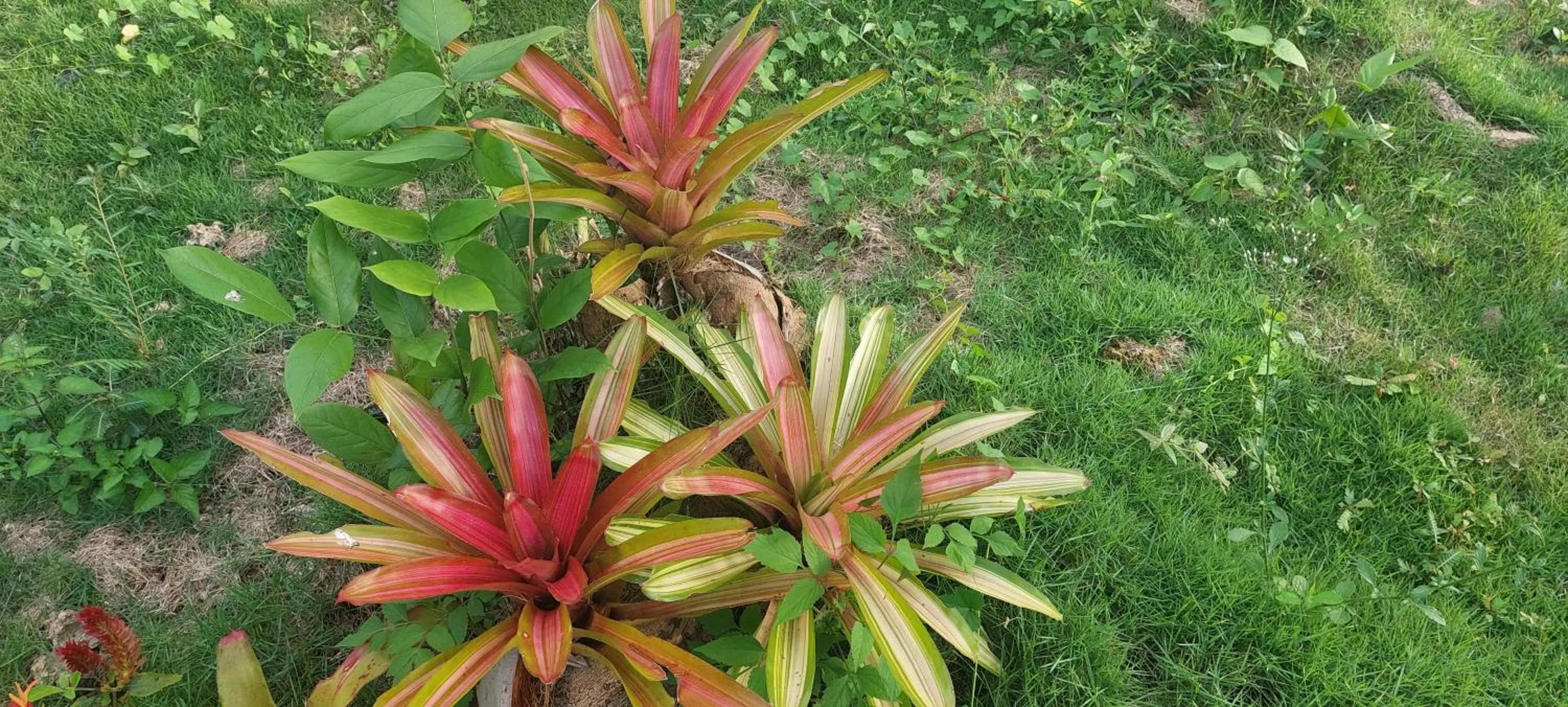 Andnindot garden resort