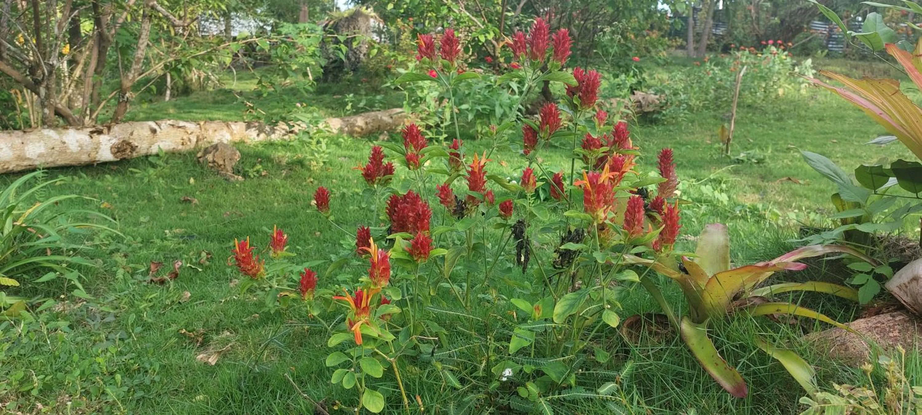 Andnindot garden resort