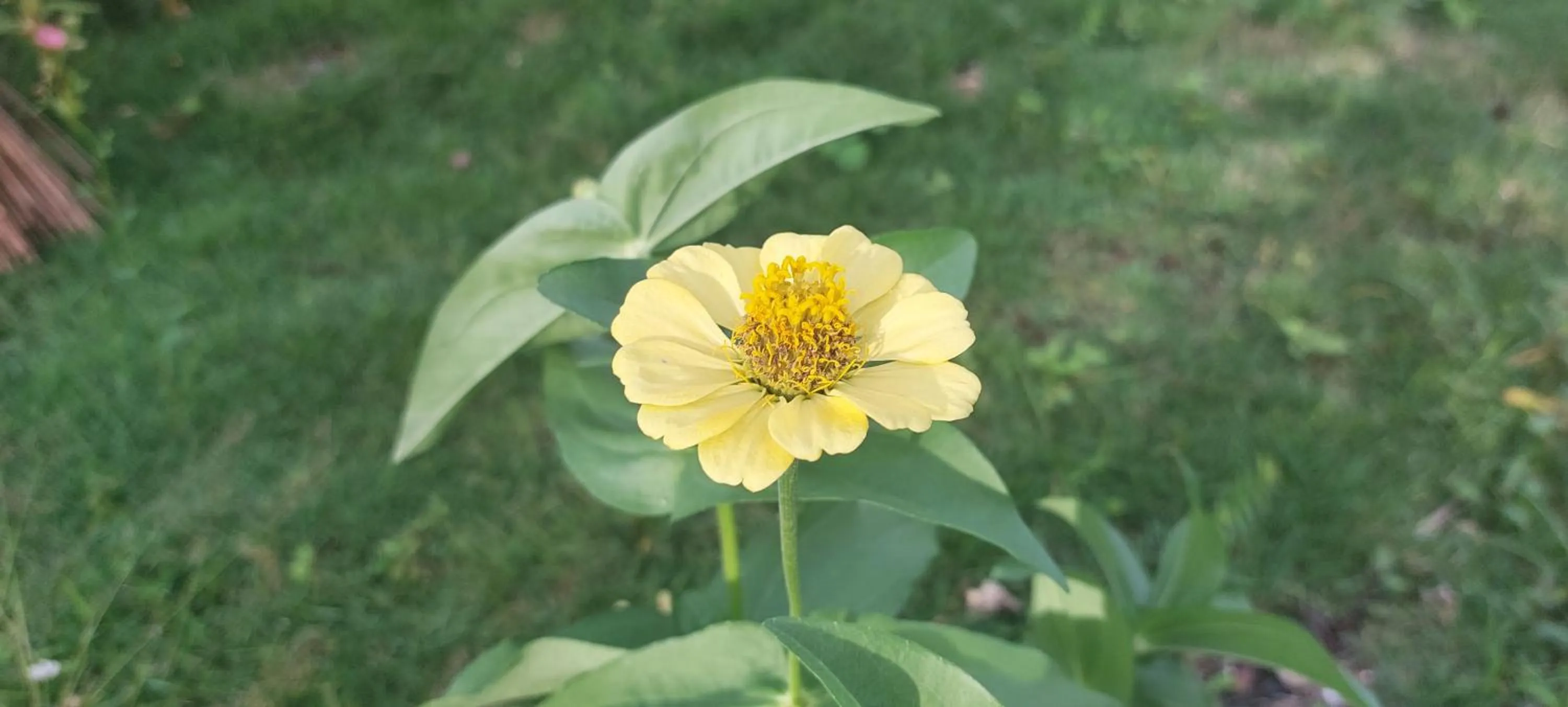 Andnindot garden resort