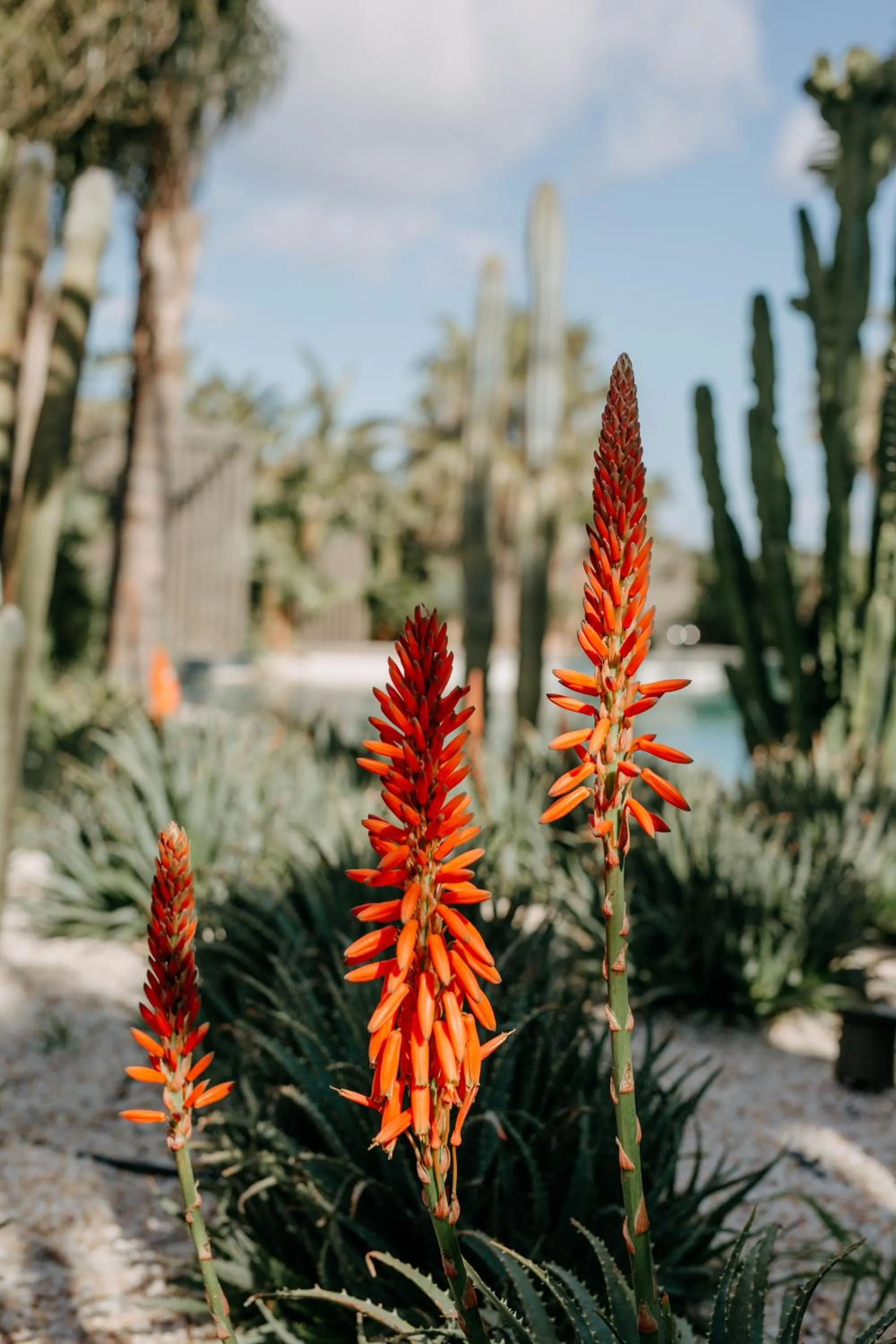 Garden in Biblos Resort Alaçatı