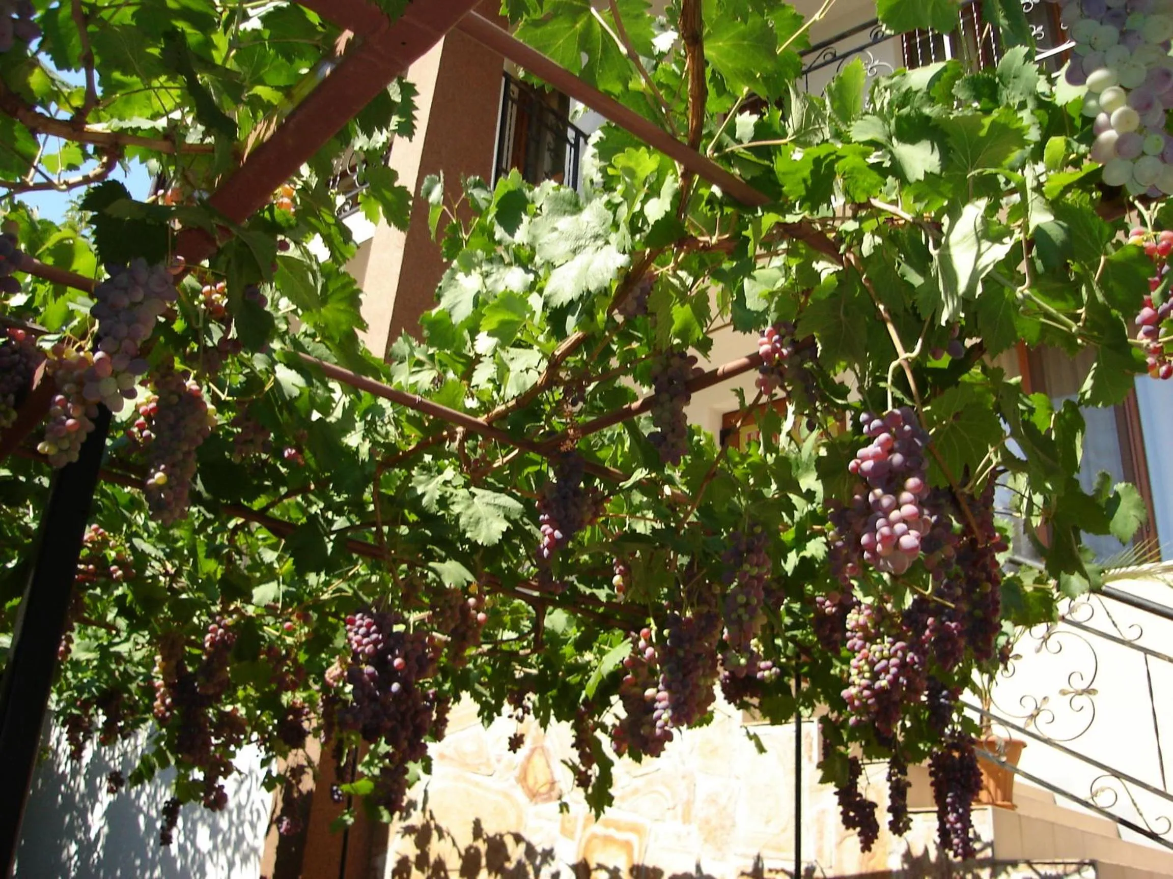 Garden in Centaur Family Hotel