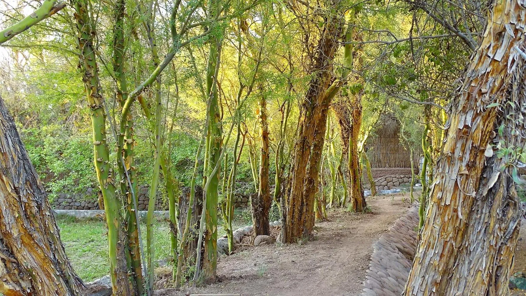 Natural landscape in Naturalis Hotel