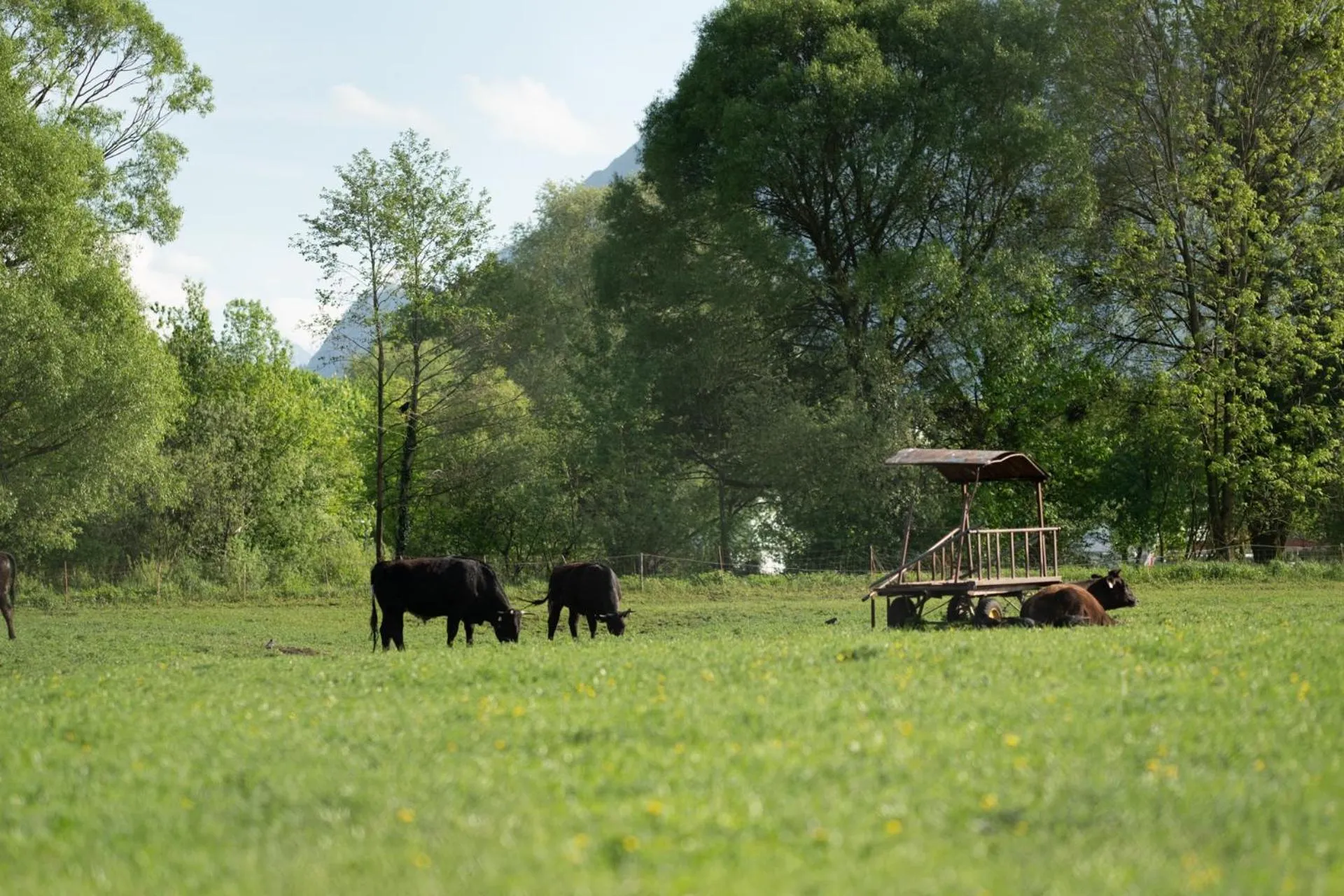 Animals in Sauerweingut