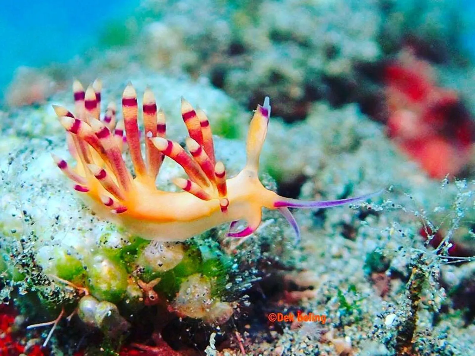 Diving in Puri Wirata Dive Resort and Spa Amed