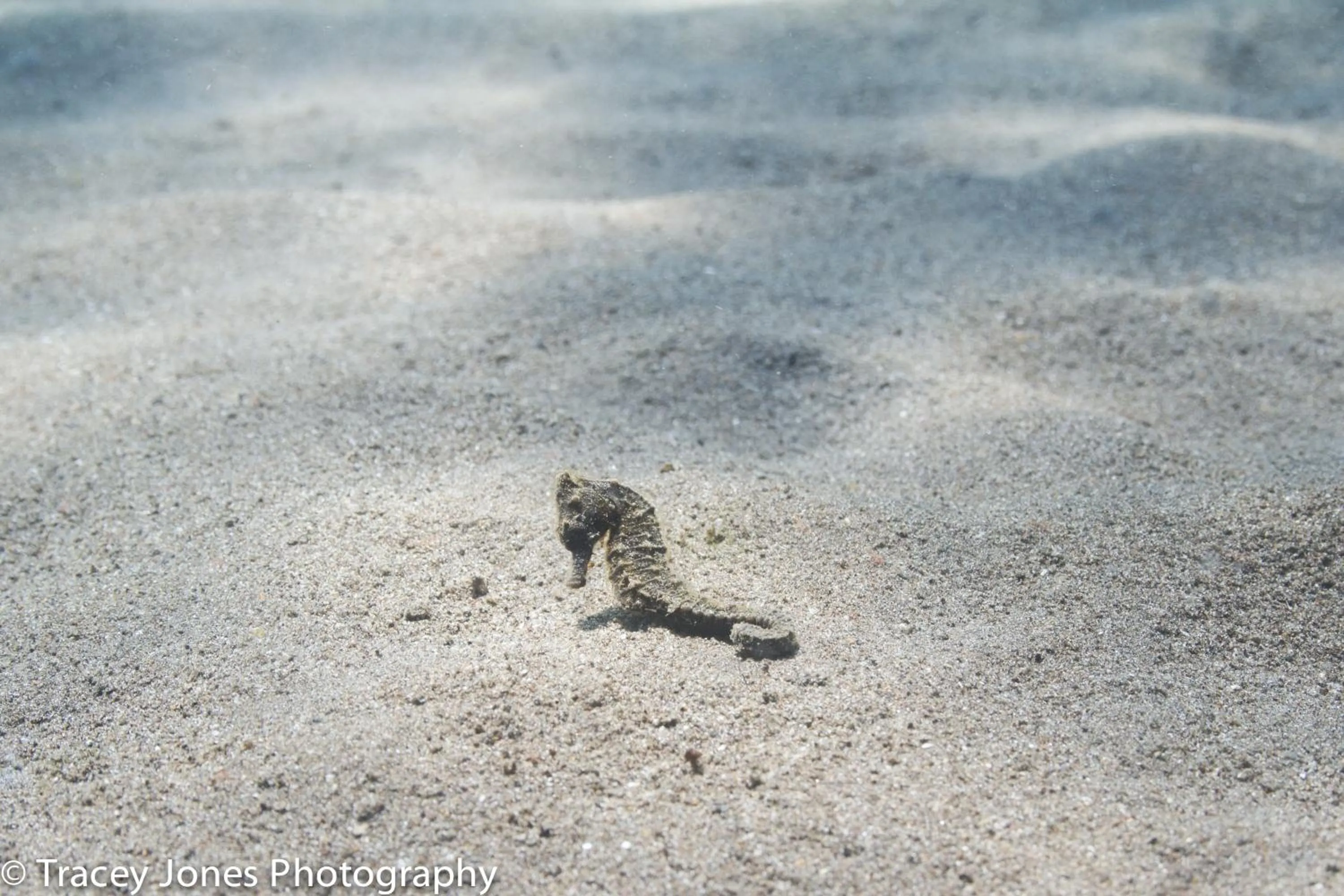 Diving in Puri Wirata Dive Resort and Spa Amed