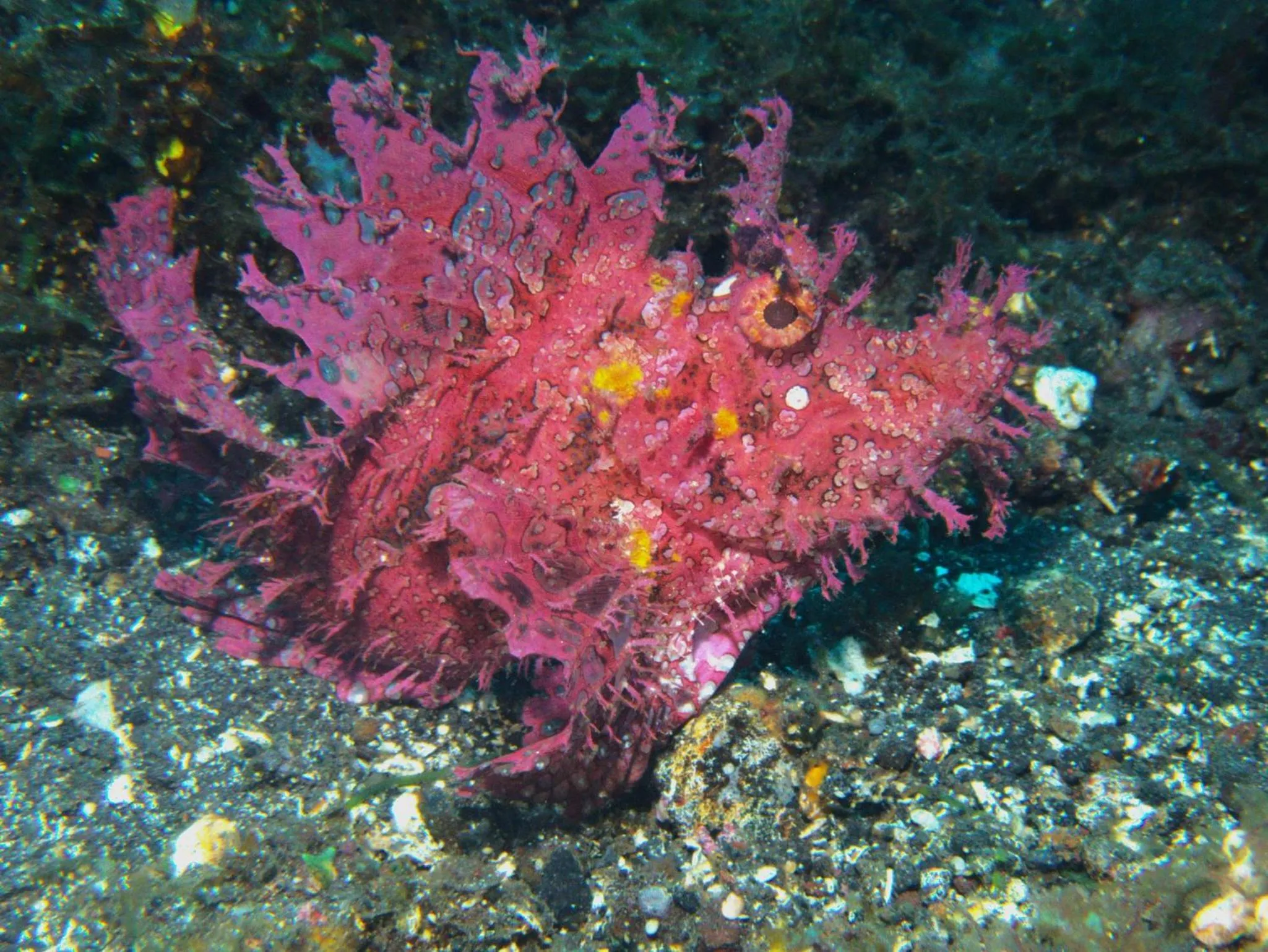 Animals in Puri Wirata Dive Resort and Spa Amed