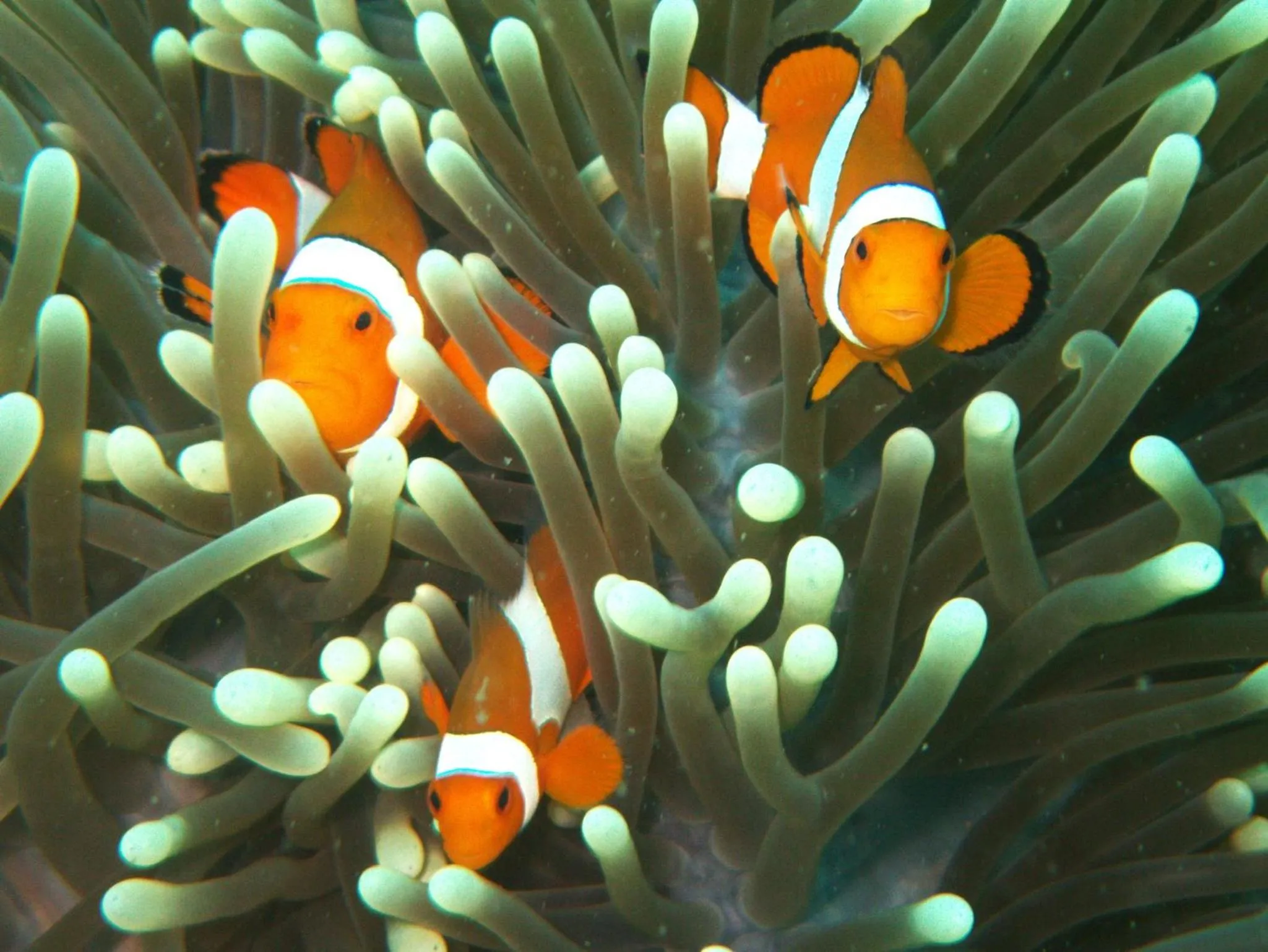 Animals in Puri Wirata Dive Resort and Spa Amed