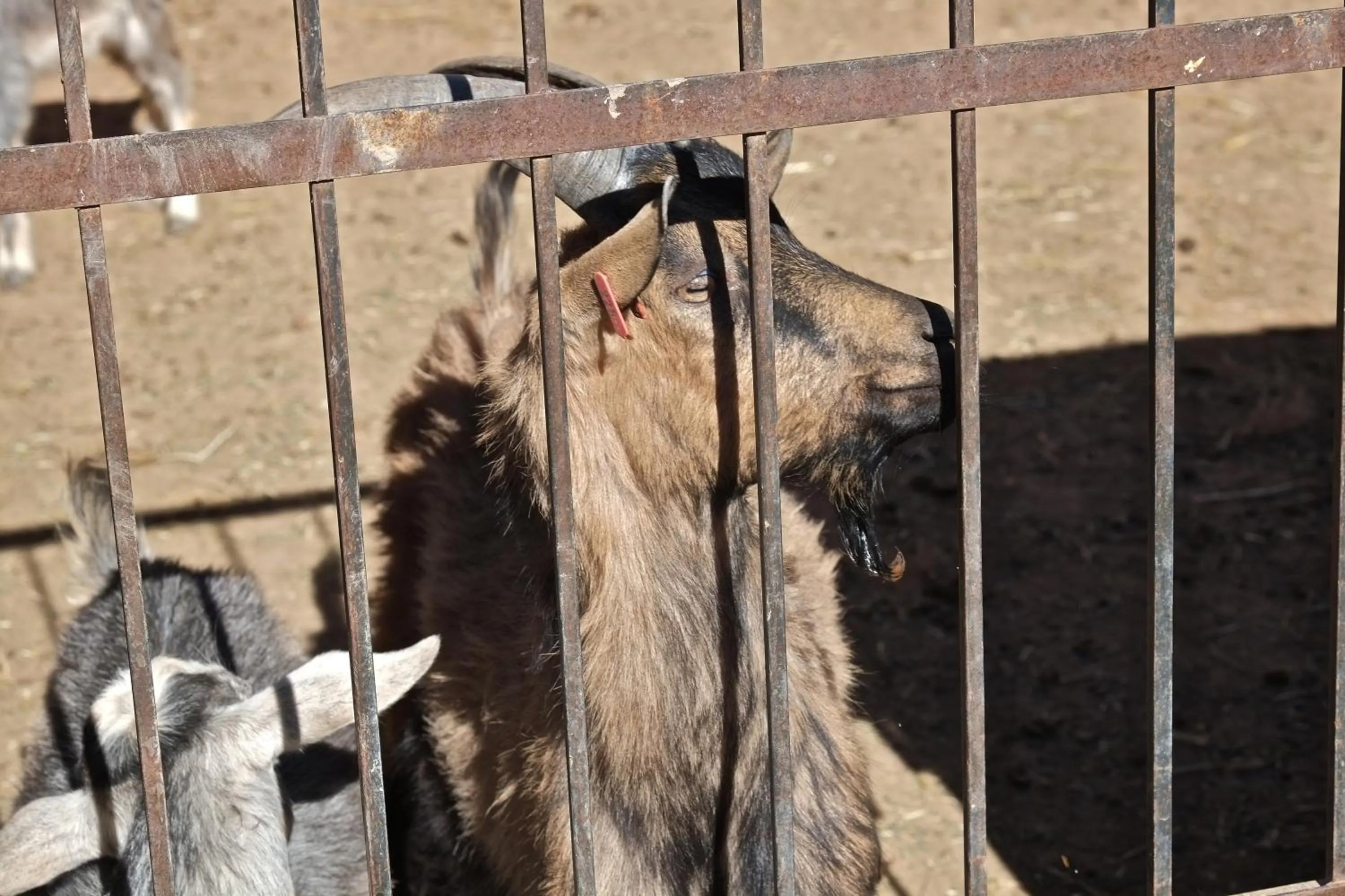 Animals in Sawadi Ecolodge