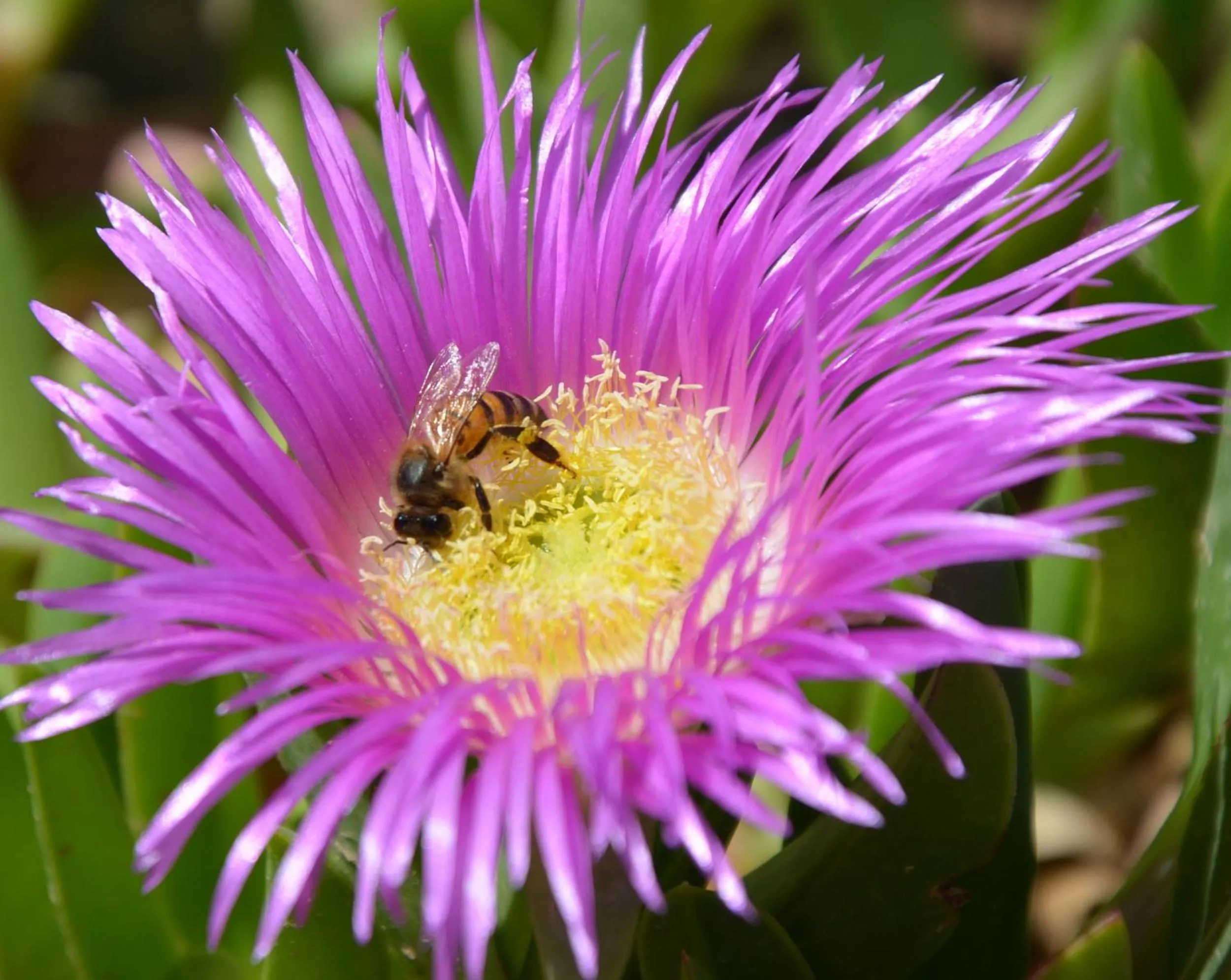 Garden in Sawadi Ecolodge