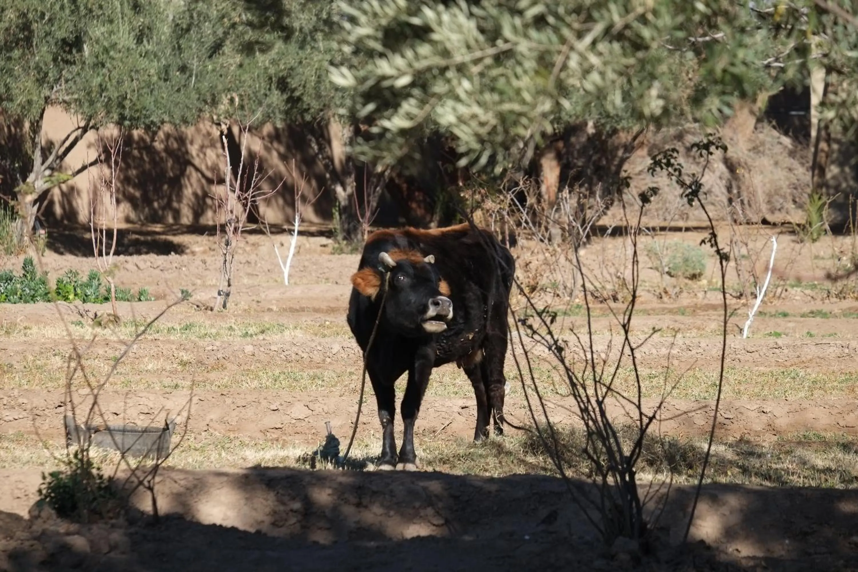 Other in Sawadi Ecolodge