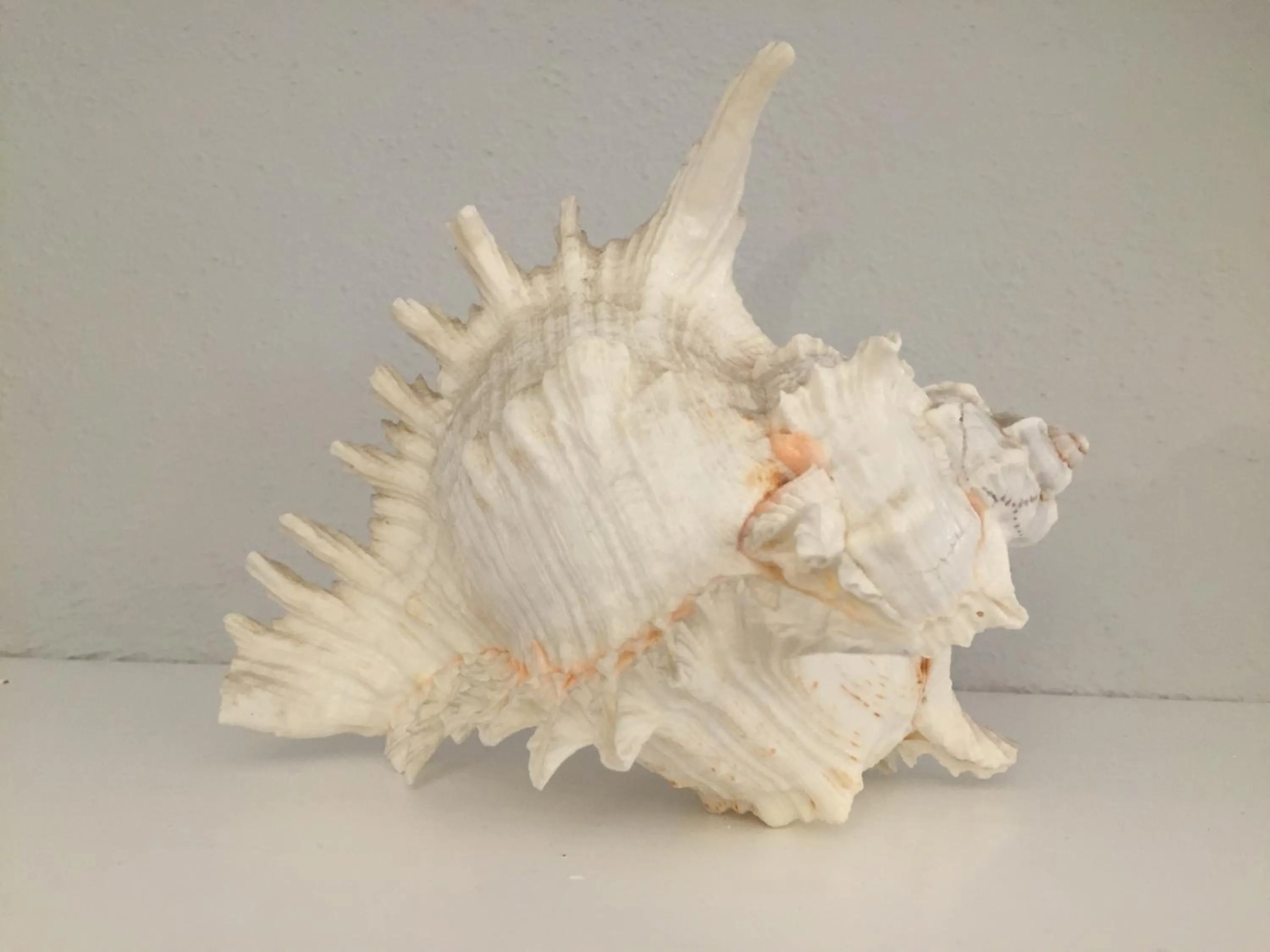 Decorative detail in Hotel Conchiglia