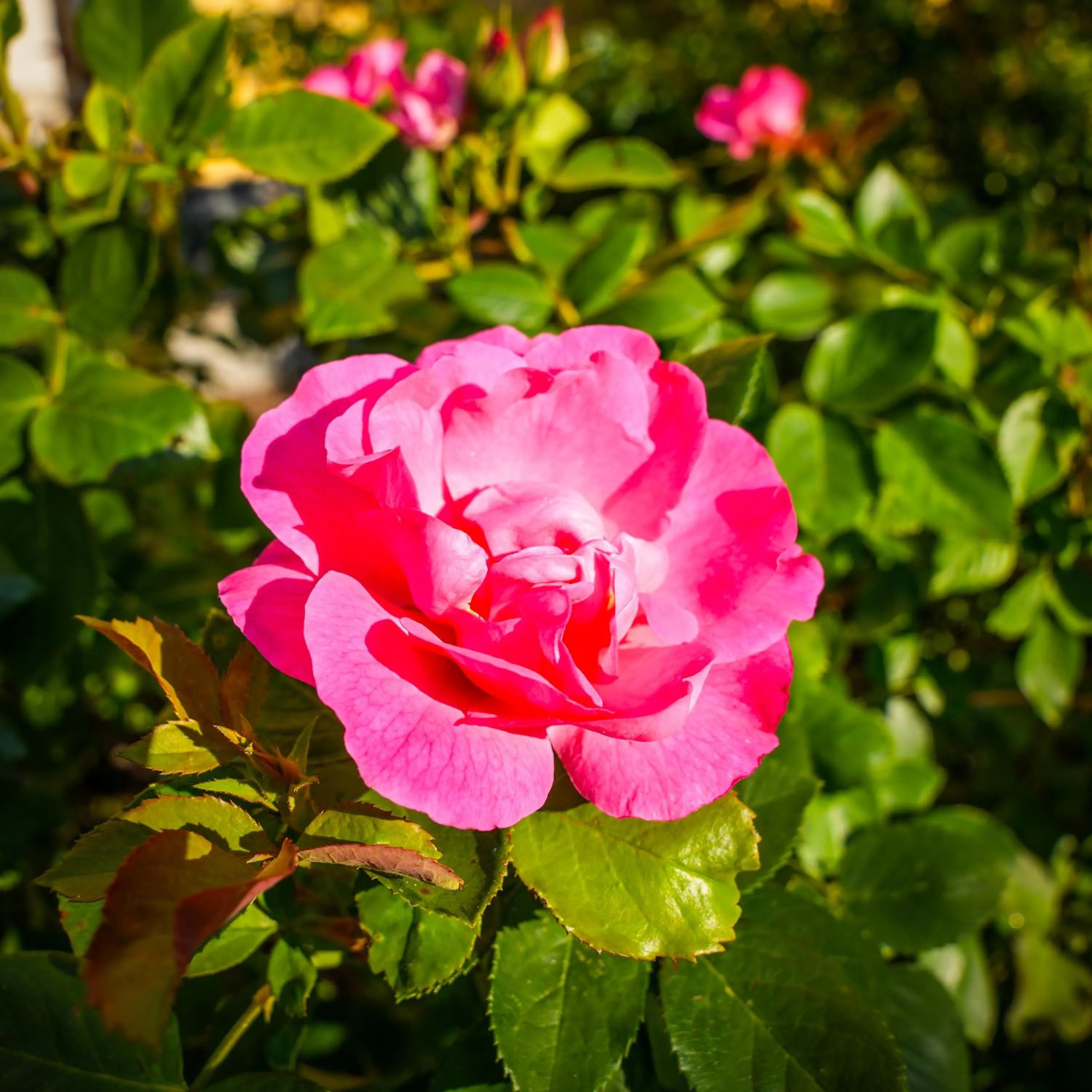 Garden in Albergo-Toscana